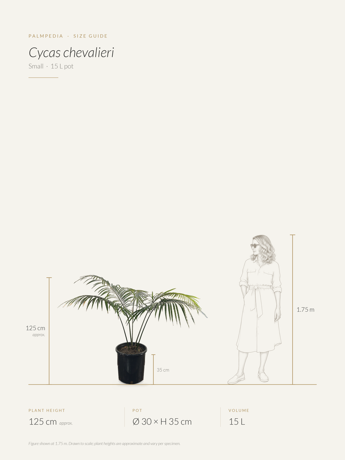 Cycas chevalieri – size guide