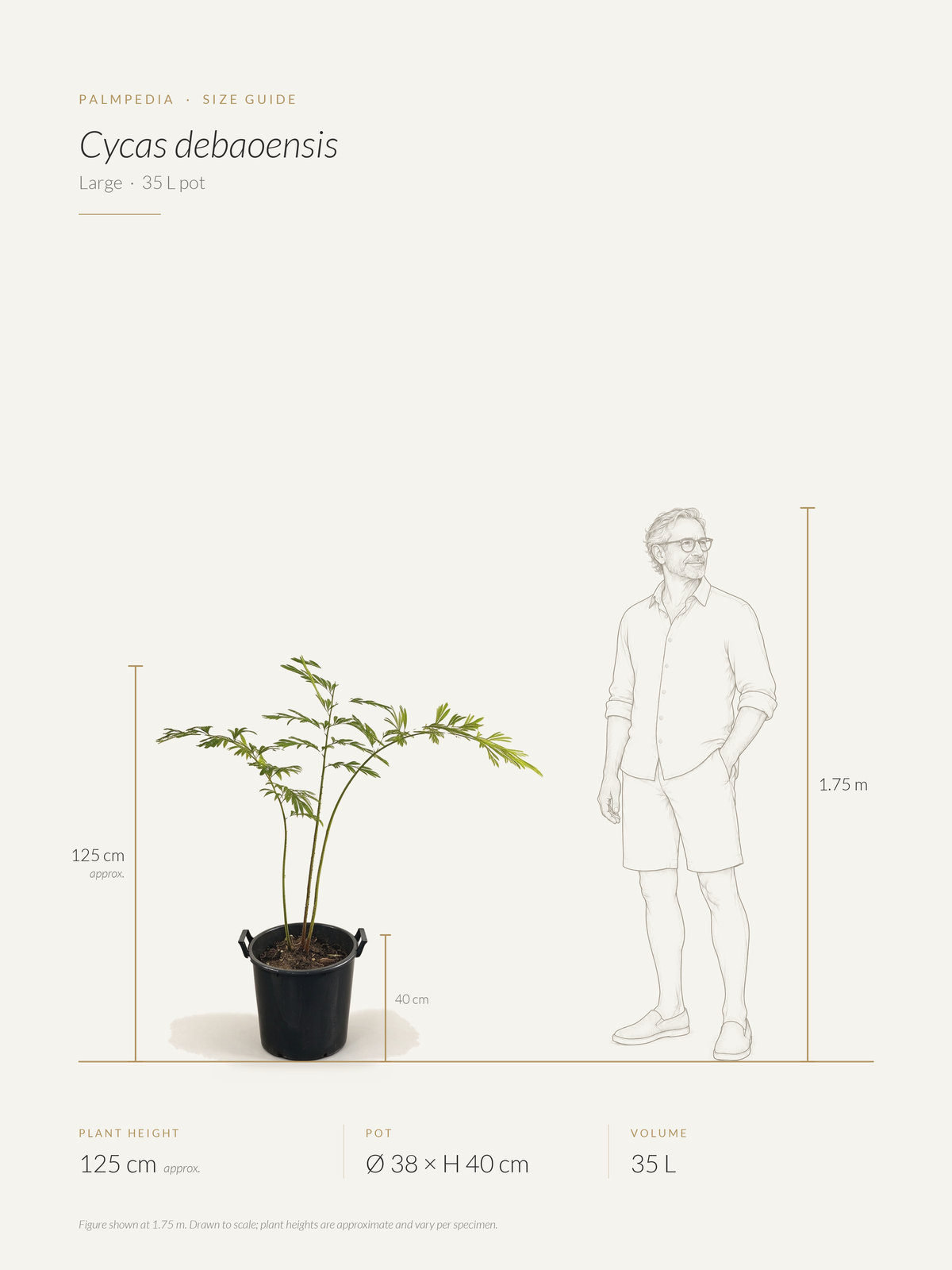 Cycas debaoensis – size guide