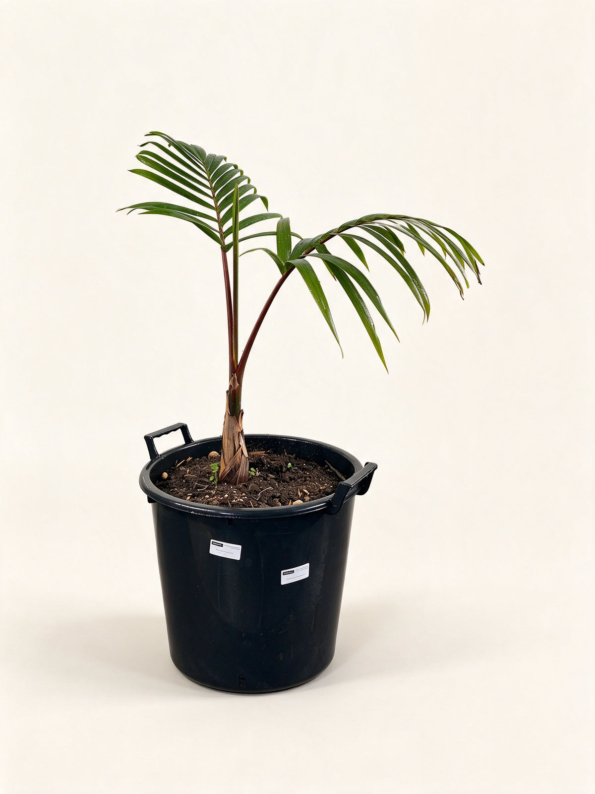 Hyophorbe lagenicaulis