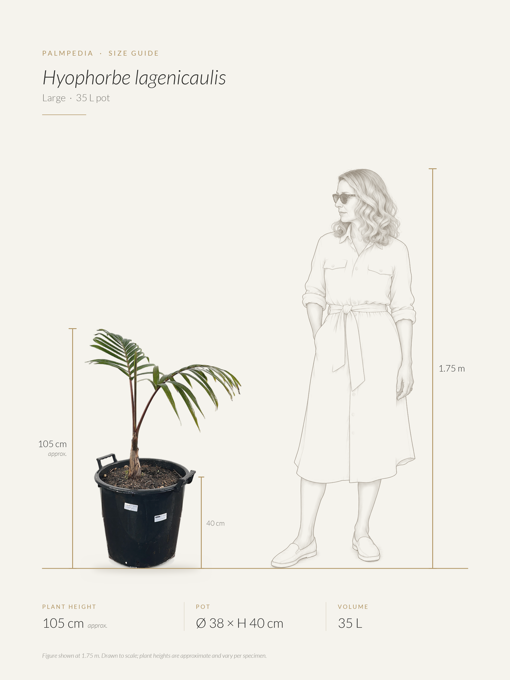 Hyophorbe lagenicaulis – size guide