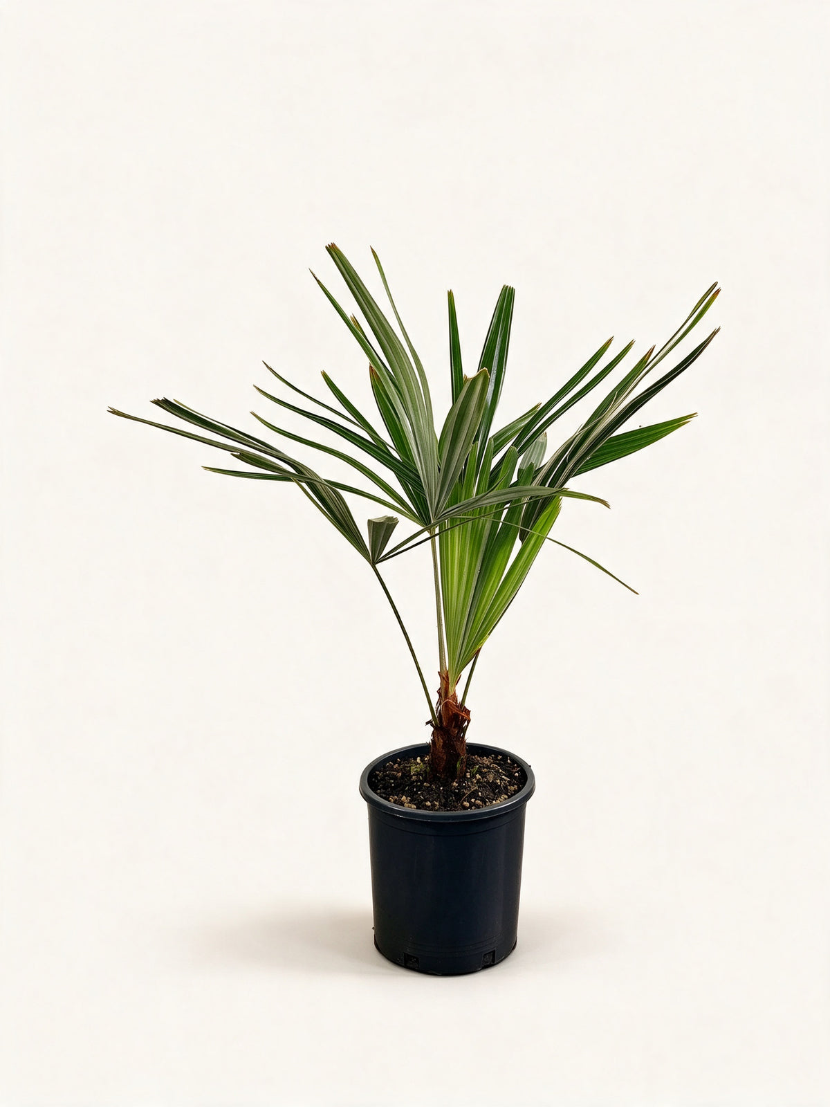 Butia odorata