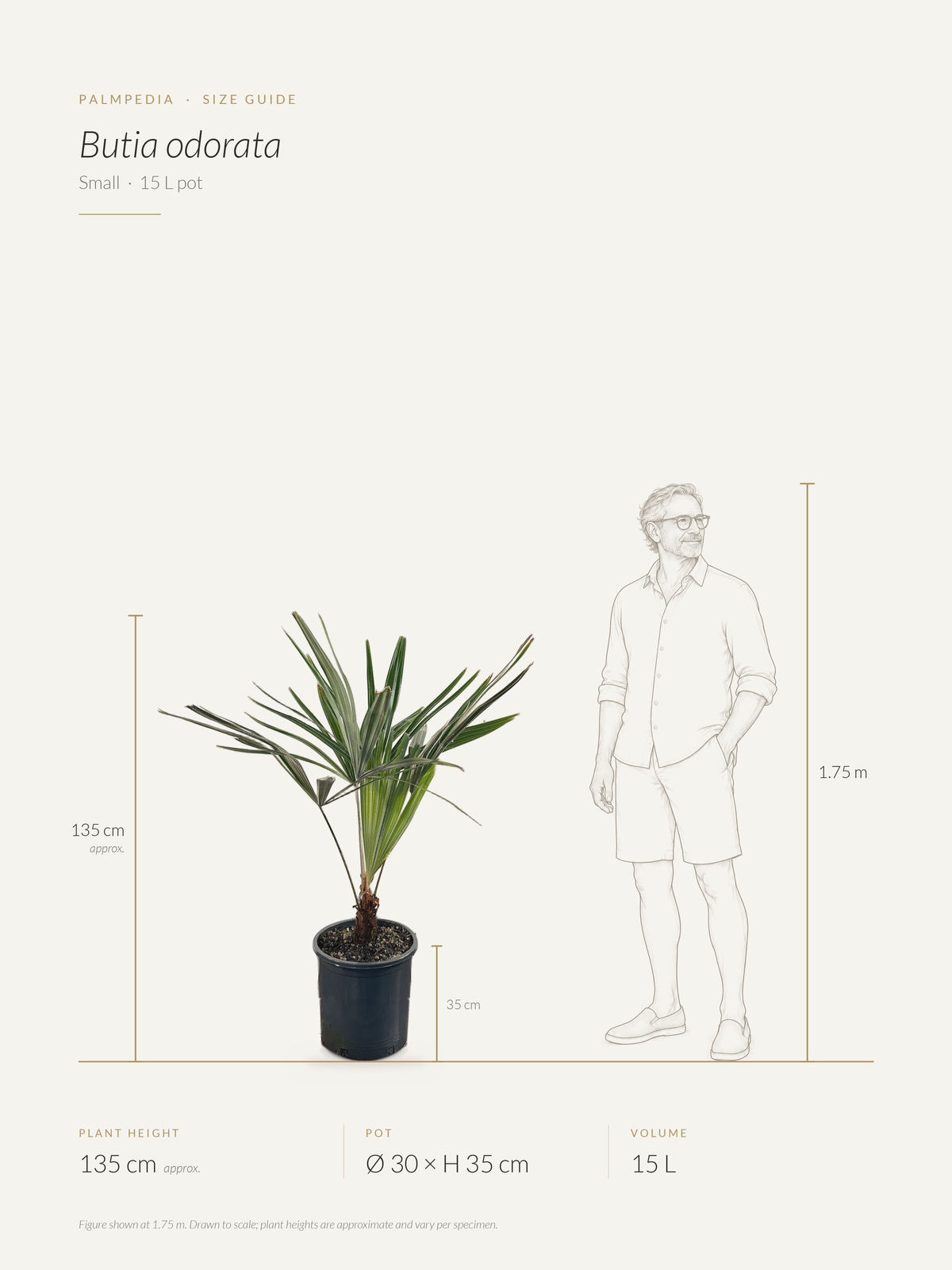 Butia odorata – size guide