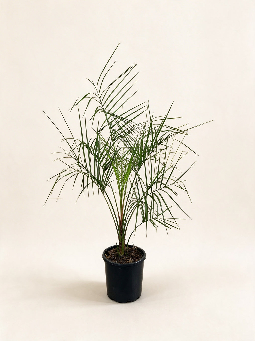 Butia odorata