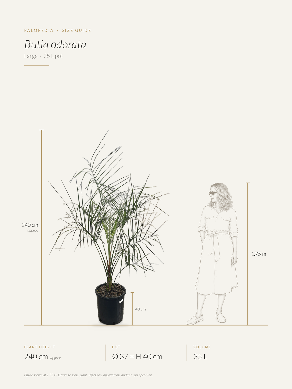 Butia odorata – size guide