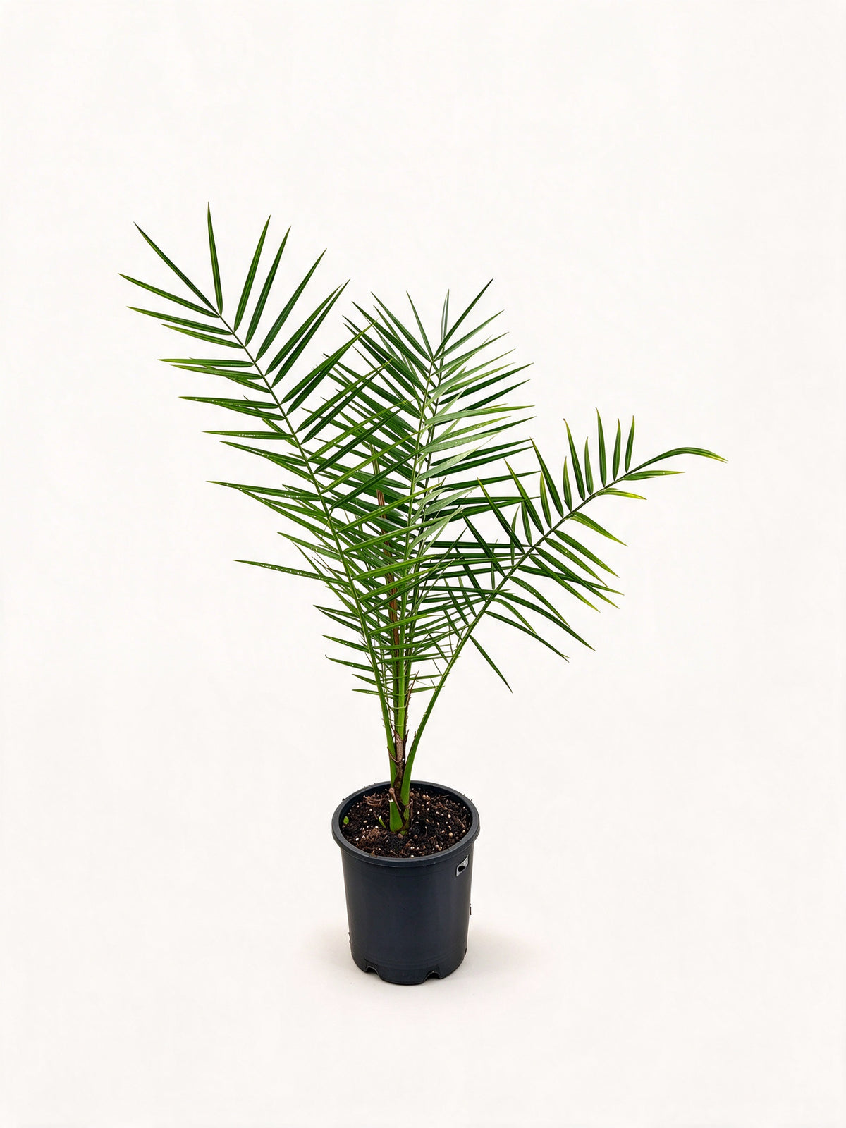 Phoenix sylvestris