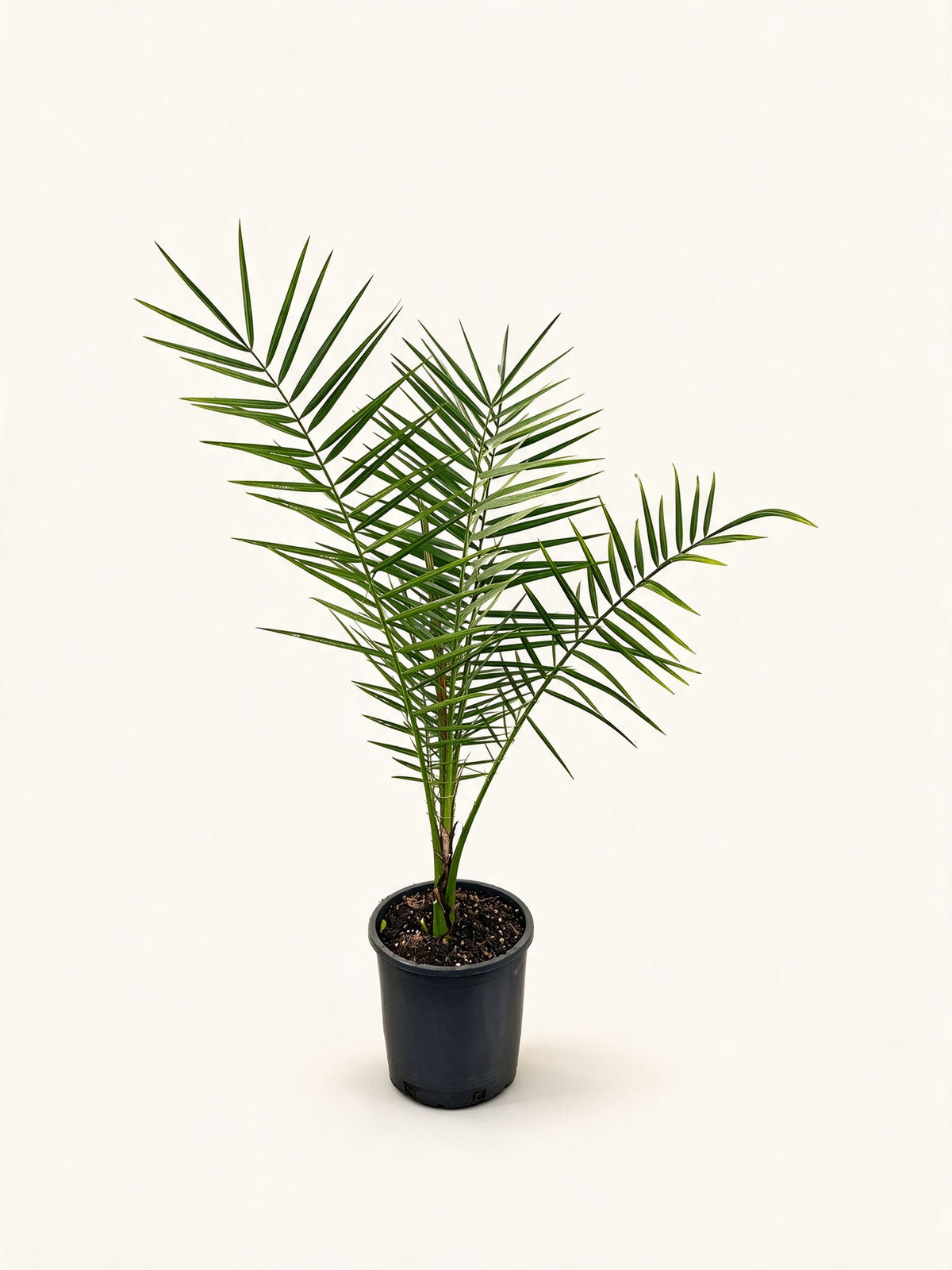 Phoenix sylvestris