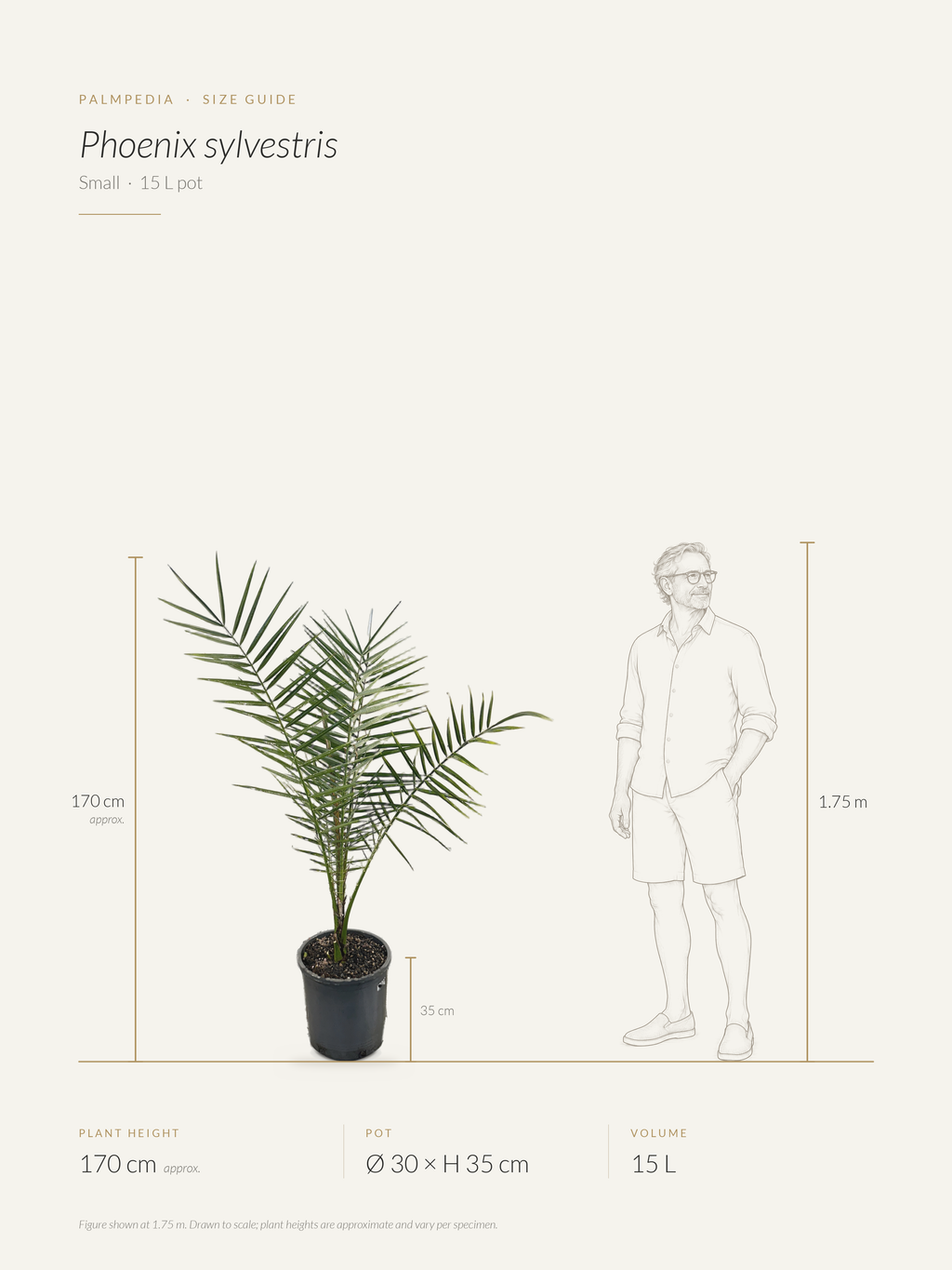 Phoenix sylvestris – size guide