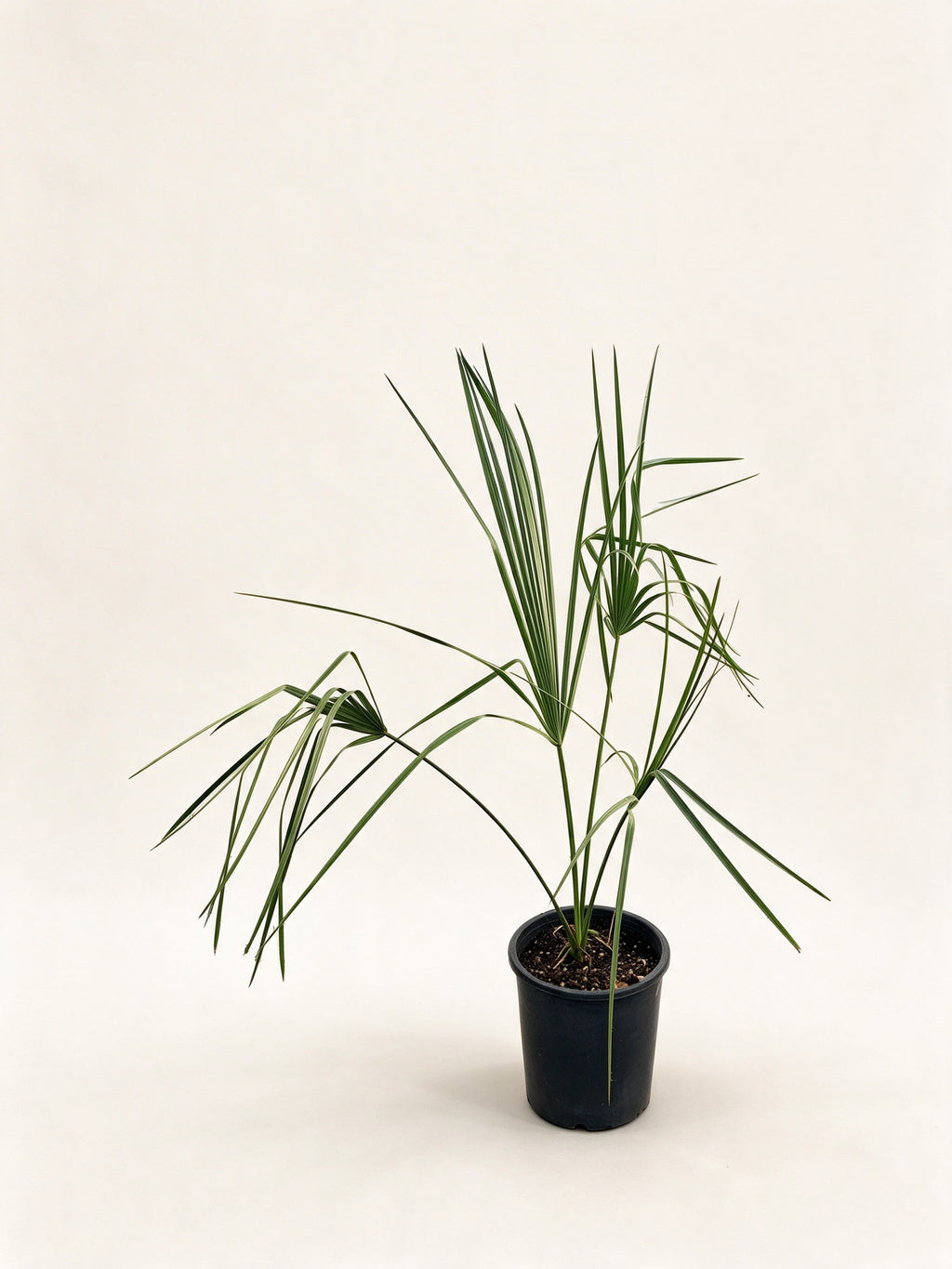 Sabal palmetto
