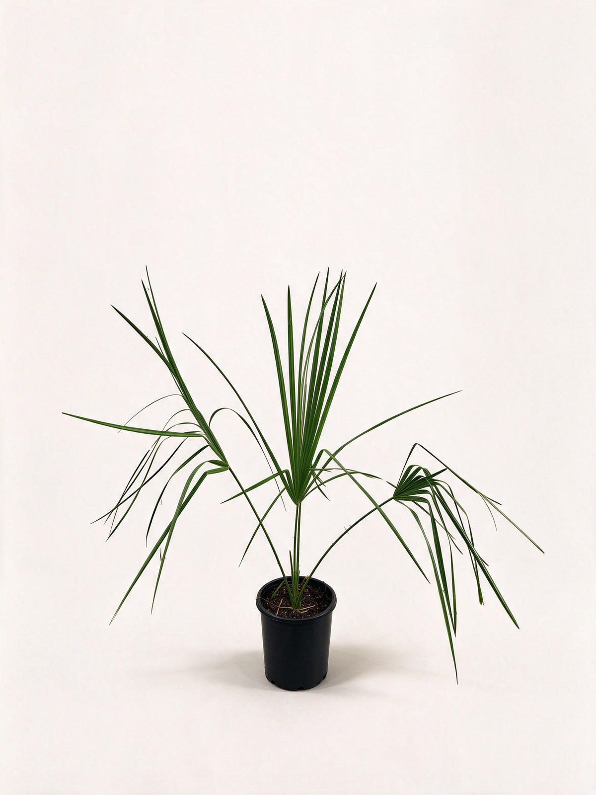 Sabal palmetto