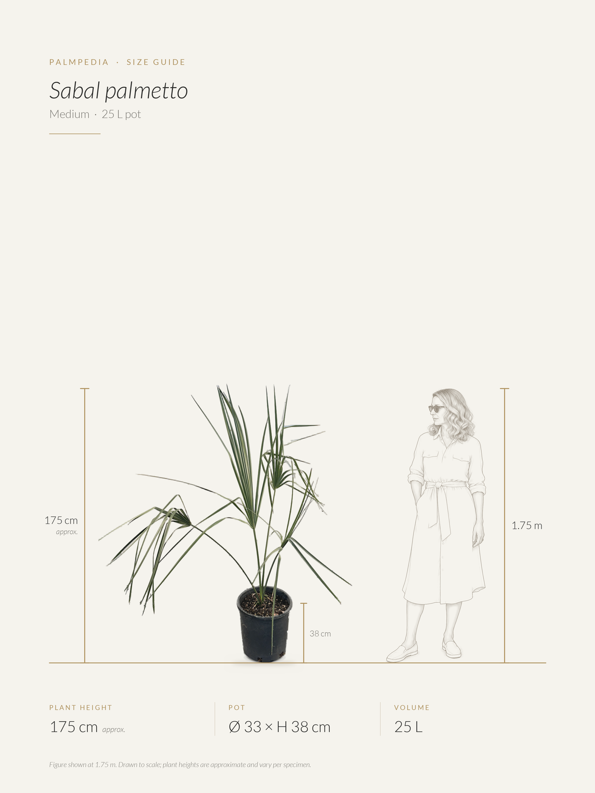 Sabal palmetto – size guide