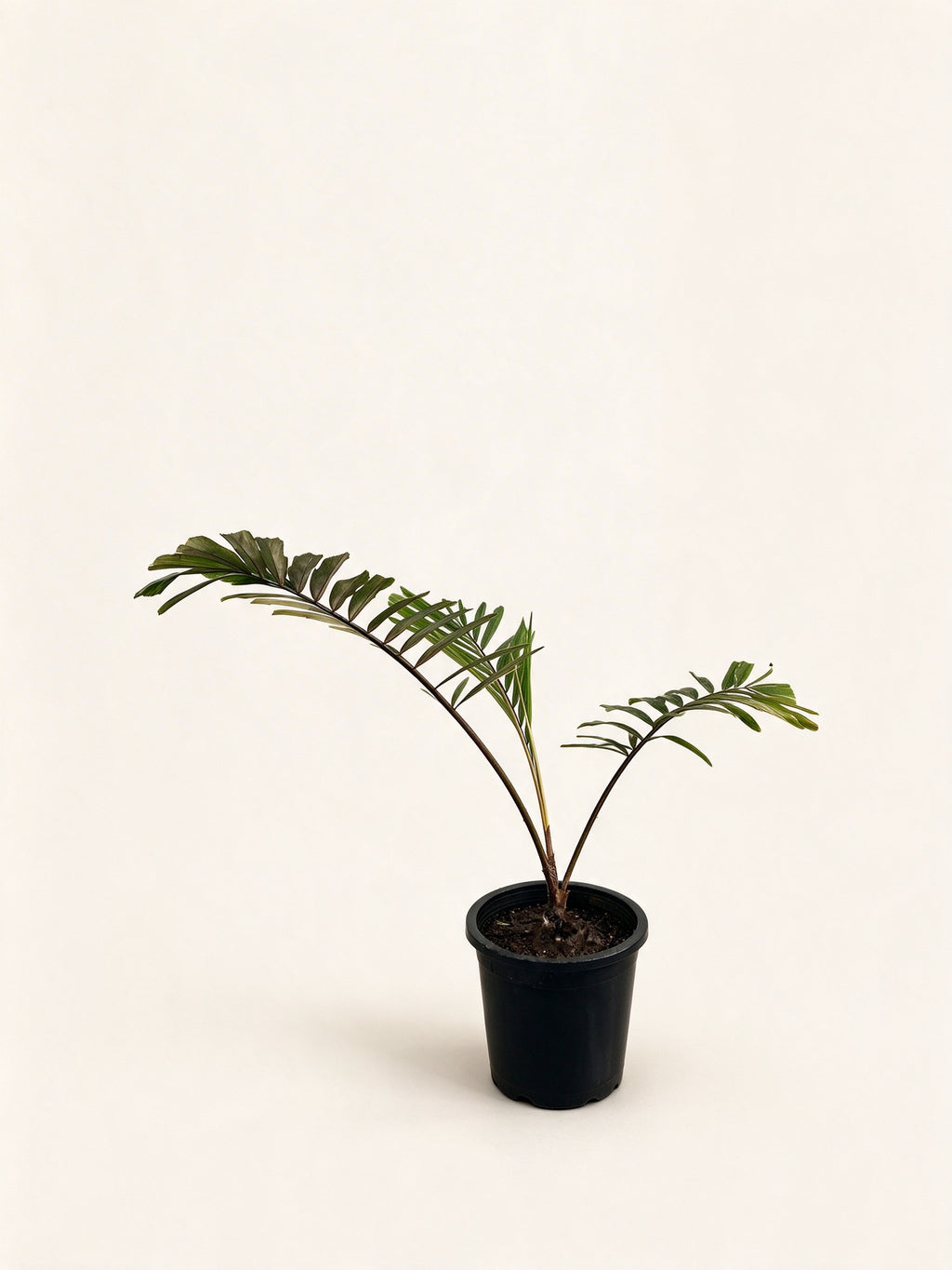 Arenga micrantha