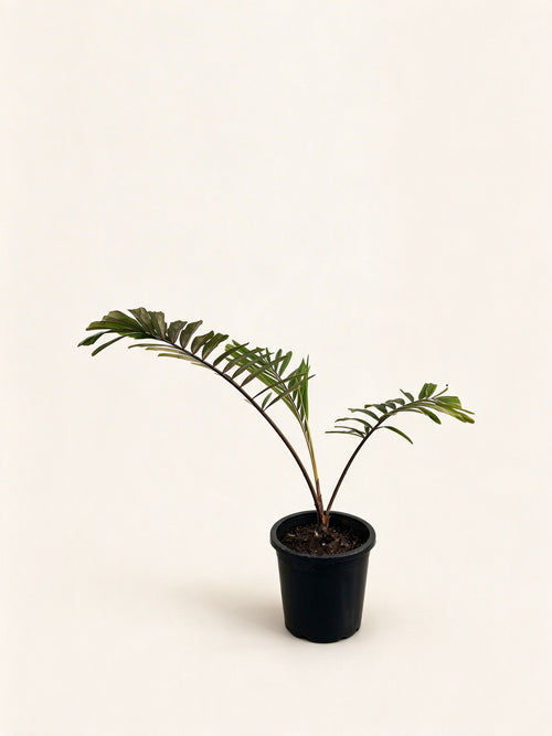 Arenga micrantha