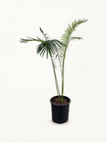 Cycas clivicola subsp. lutea