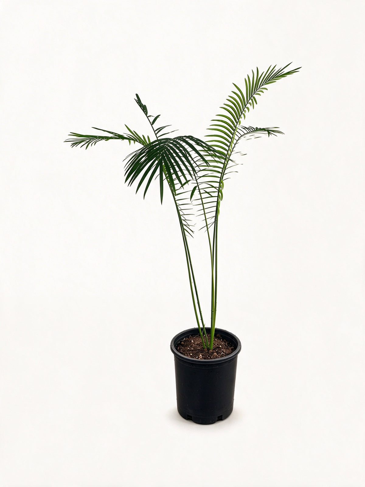 Cycas clivicola subsp. lutea