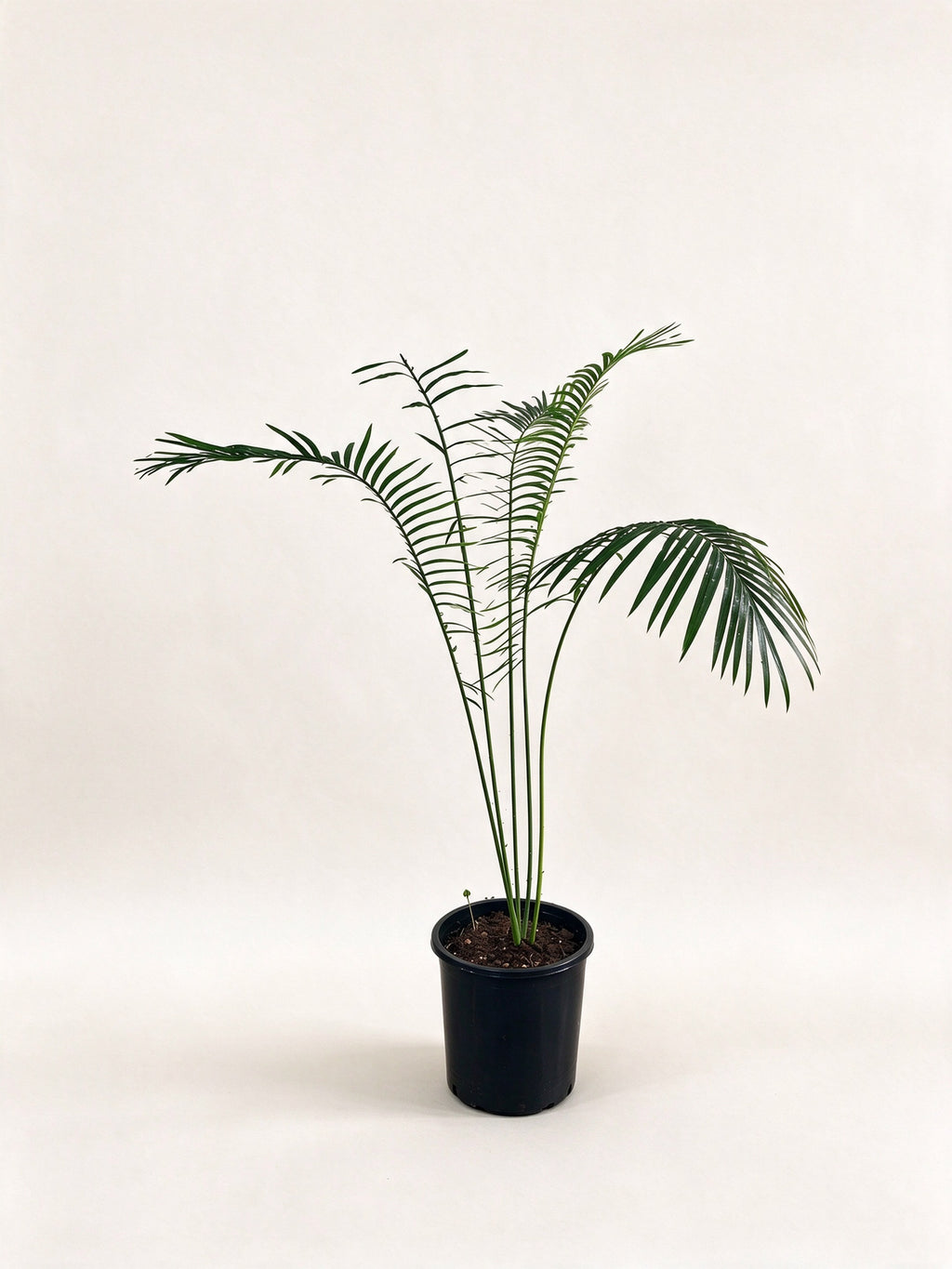 Cycas clivicola subsp. lutea