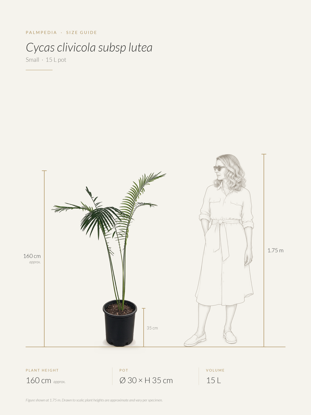 Cycas clivicola subsp. lutea – size guide