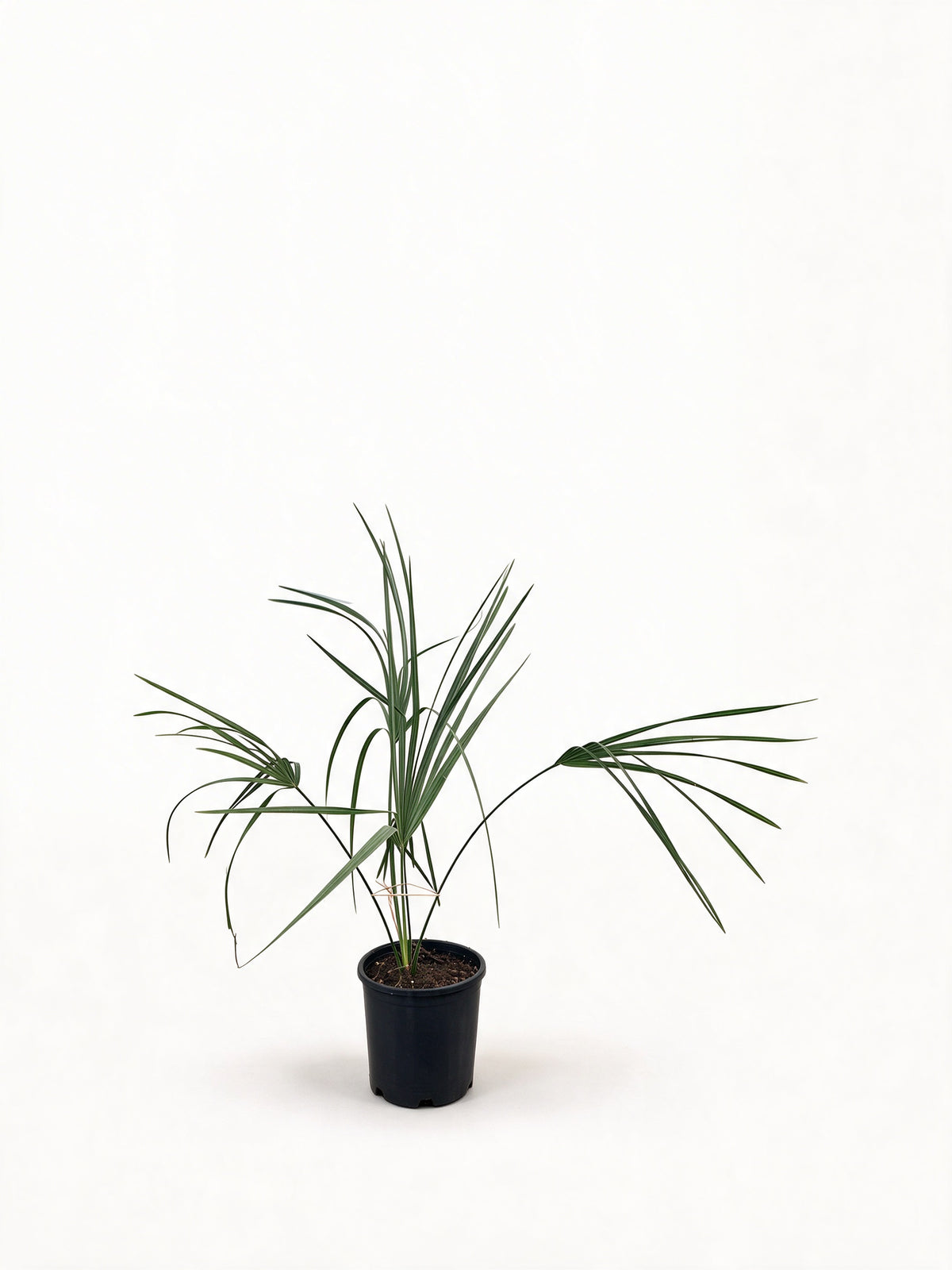 Sabal palmetto