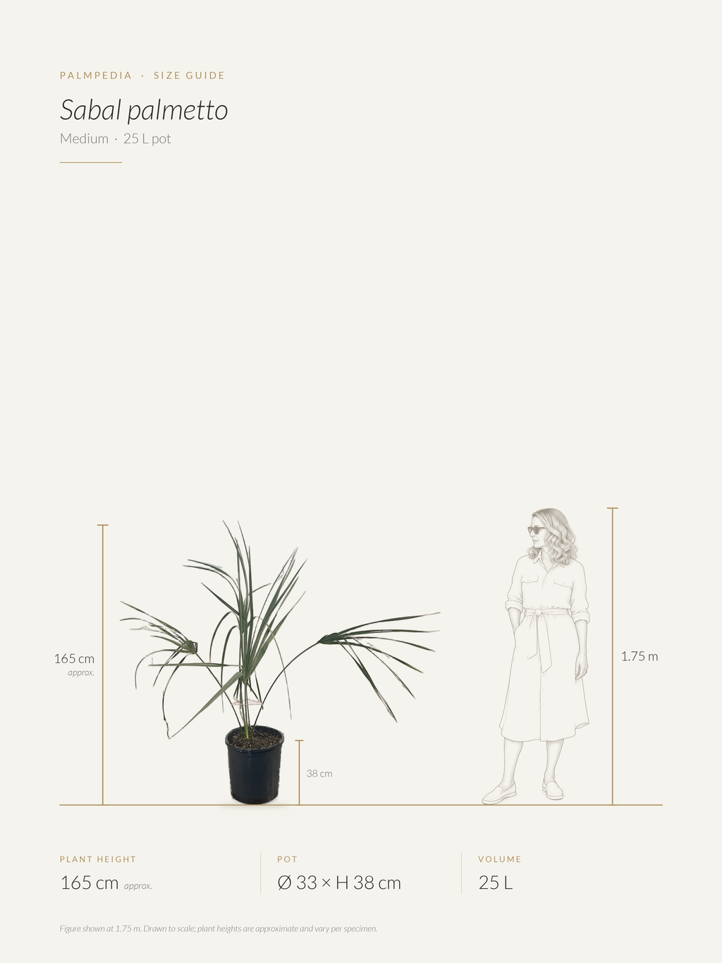 Sabal palmetto – size guide