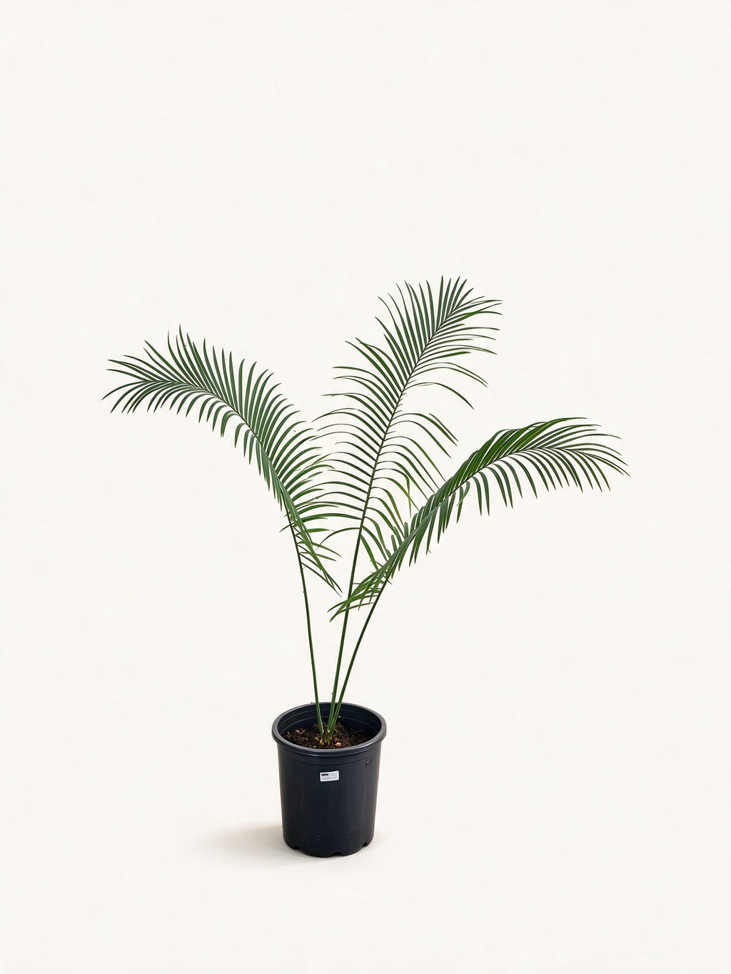 Cycas simplicipinna