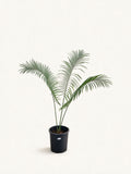 Cycas simplicipinna