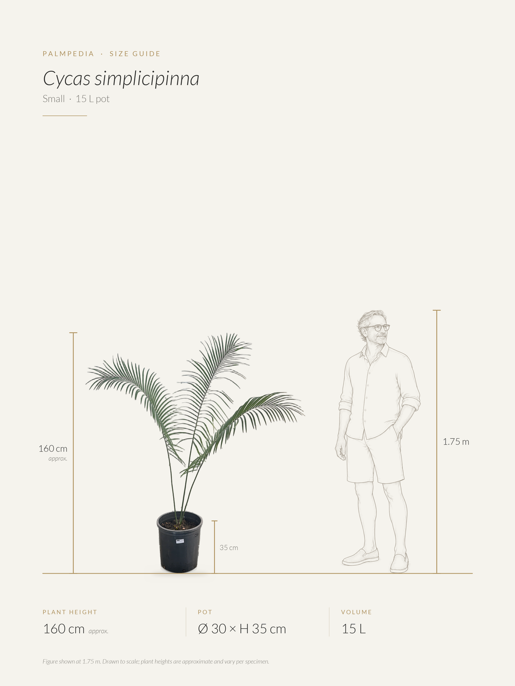 Cycas simplicipinna – size guide