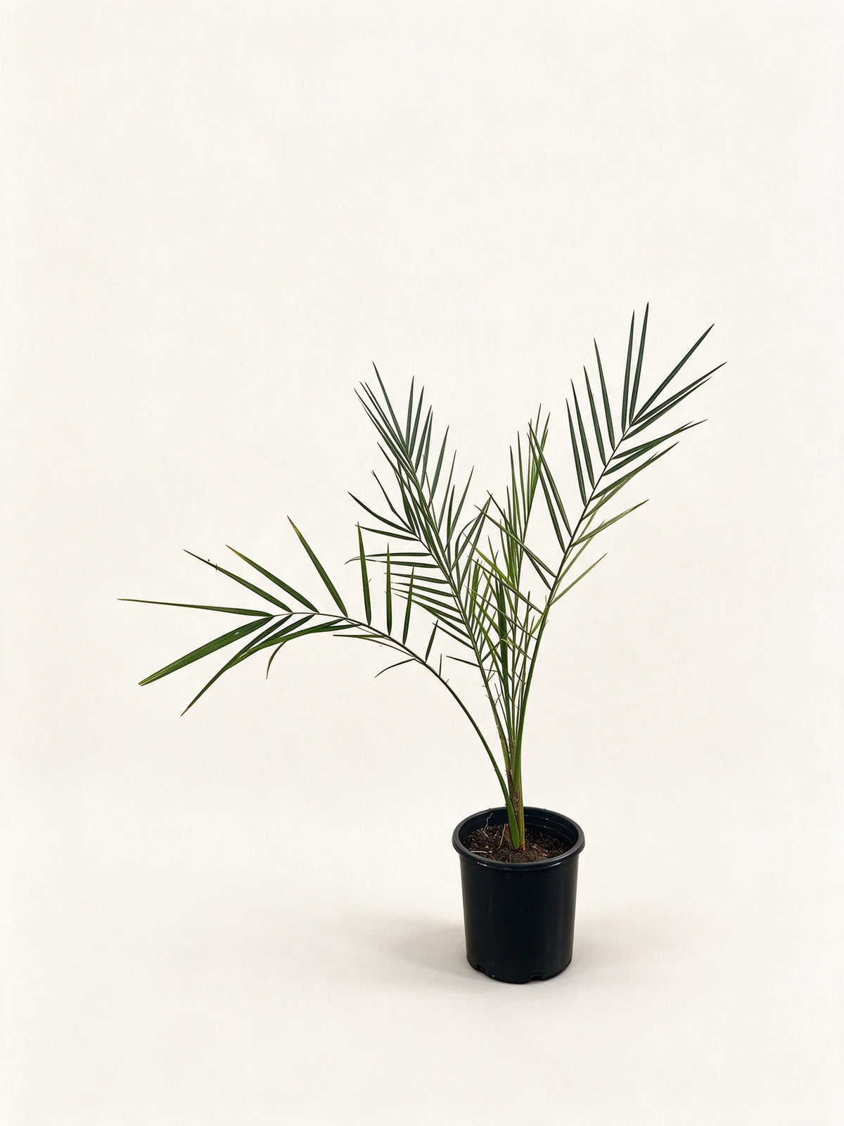 Phoenix sylvestris