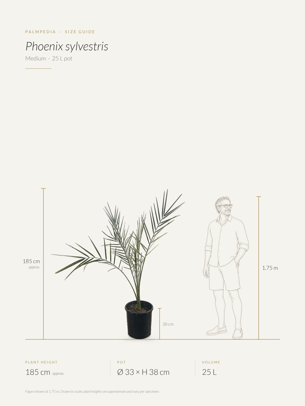 Phoenix sylvestris – size guide