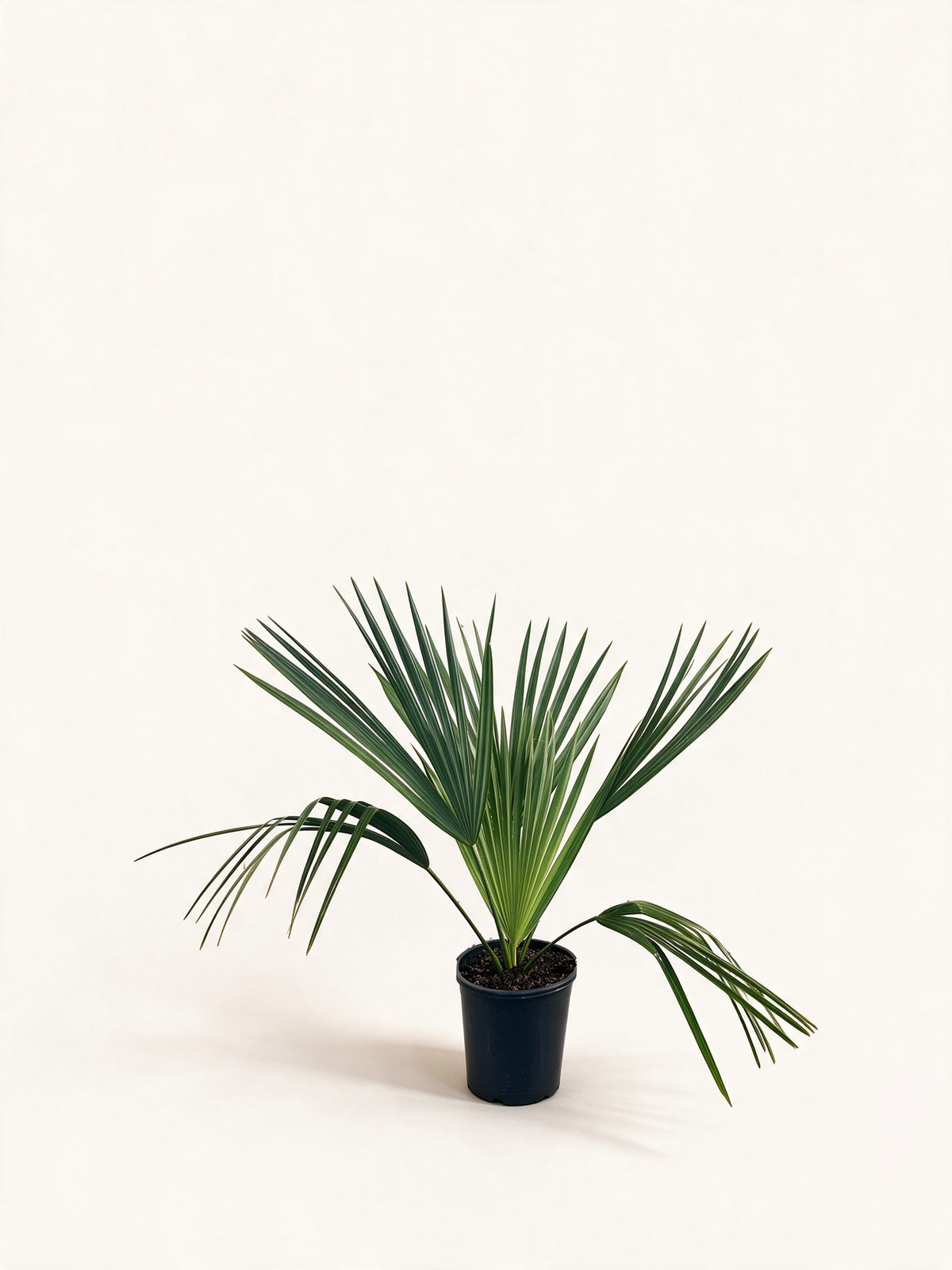 Sabal palmetto 'Lisa'