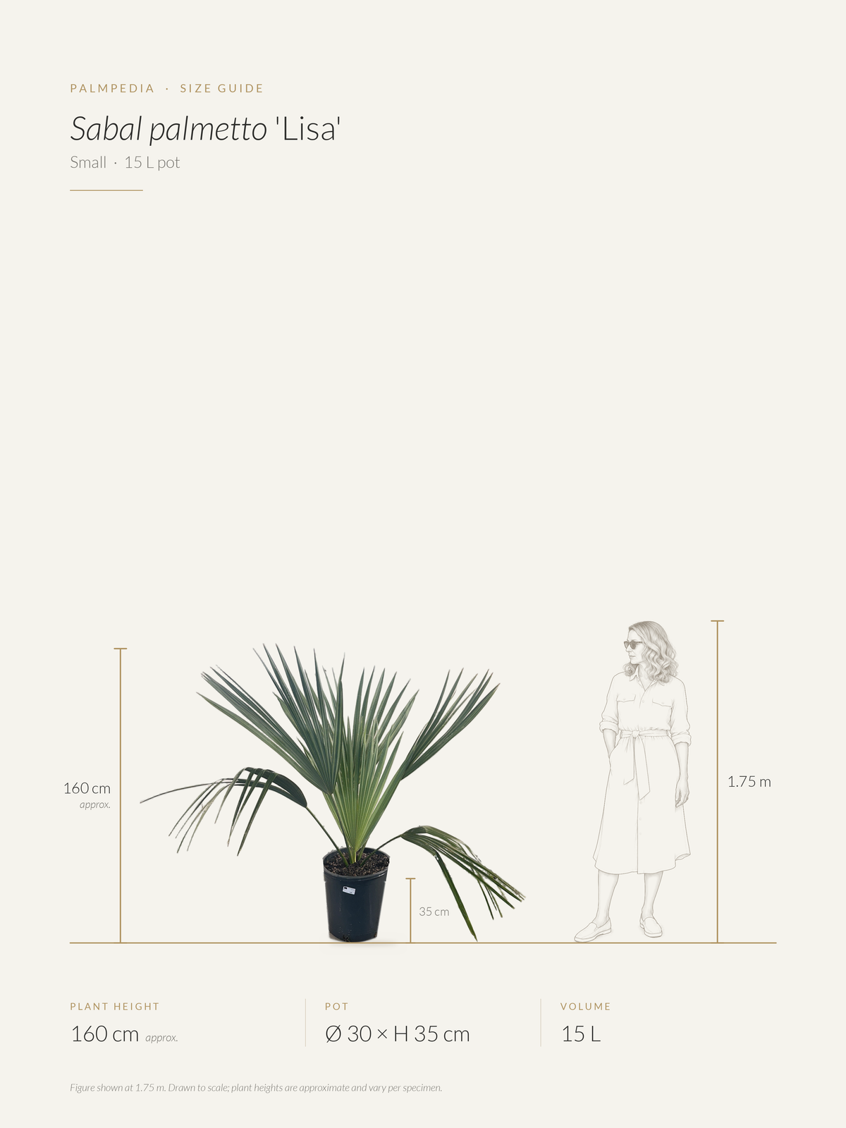 Sabal palmetto 'Lisa' – size guide