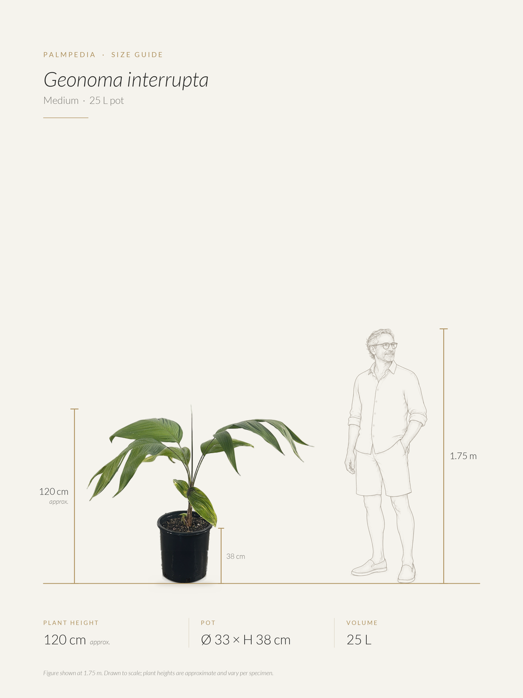 Geonoma interrupta – size guide