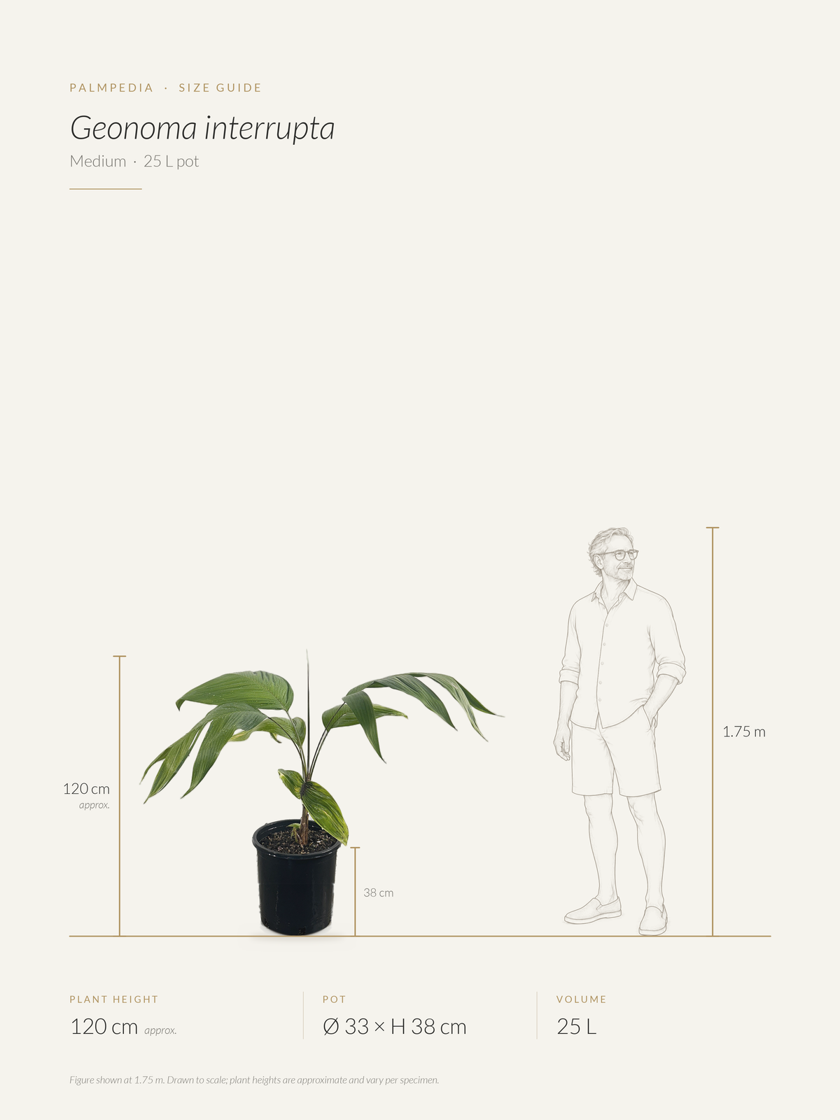Geonoma interrupta – size guide