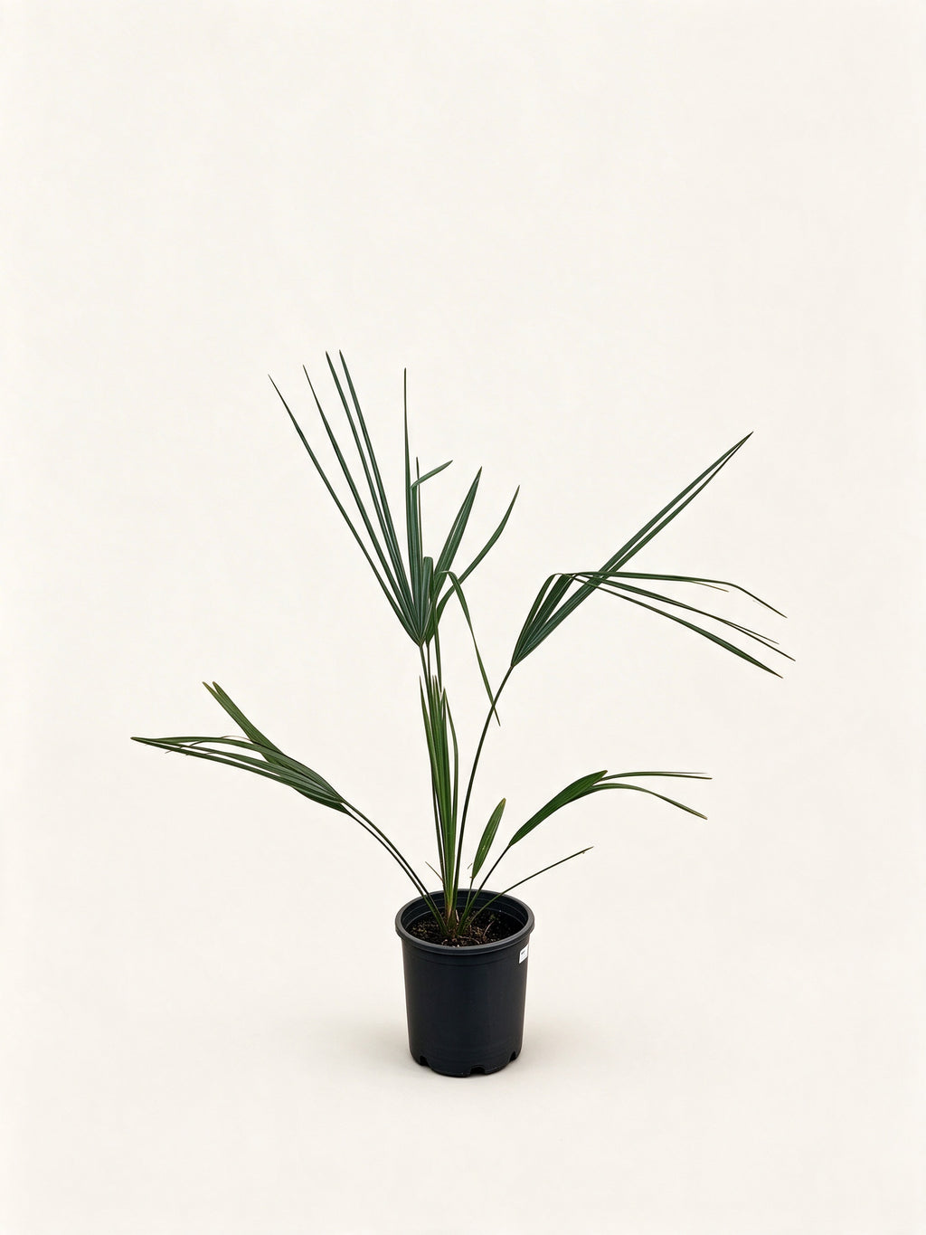 Sabal palmetto 'Lisa'