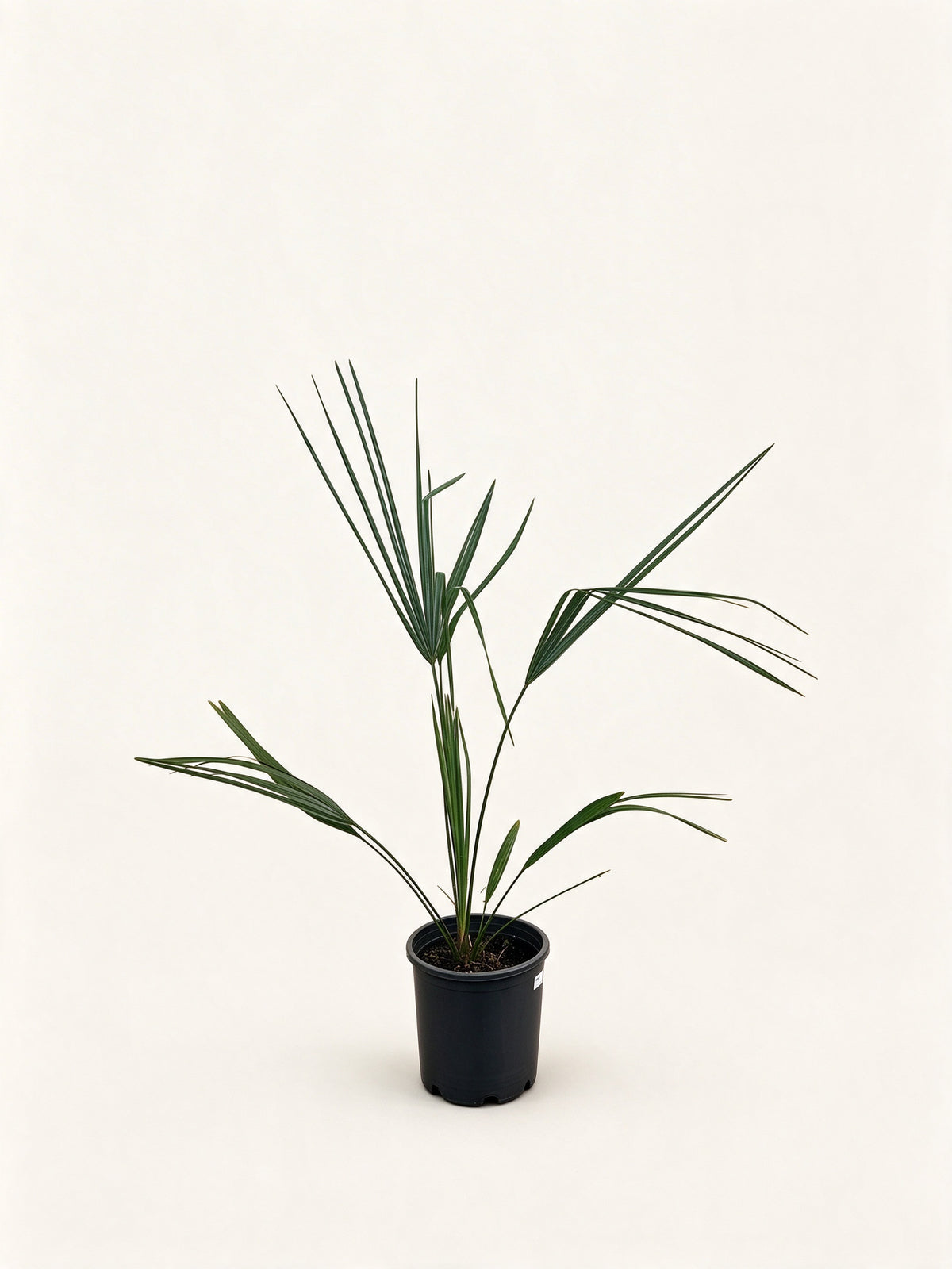 Sabal palmetto 'Lisa'