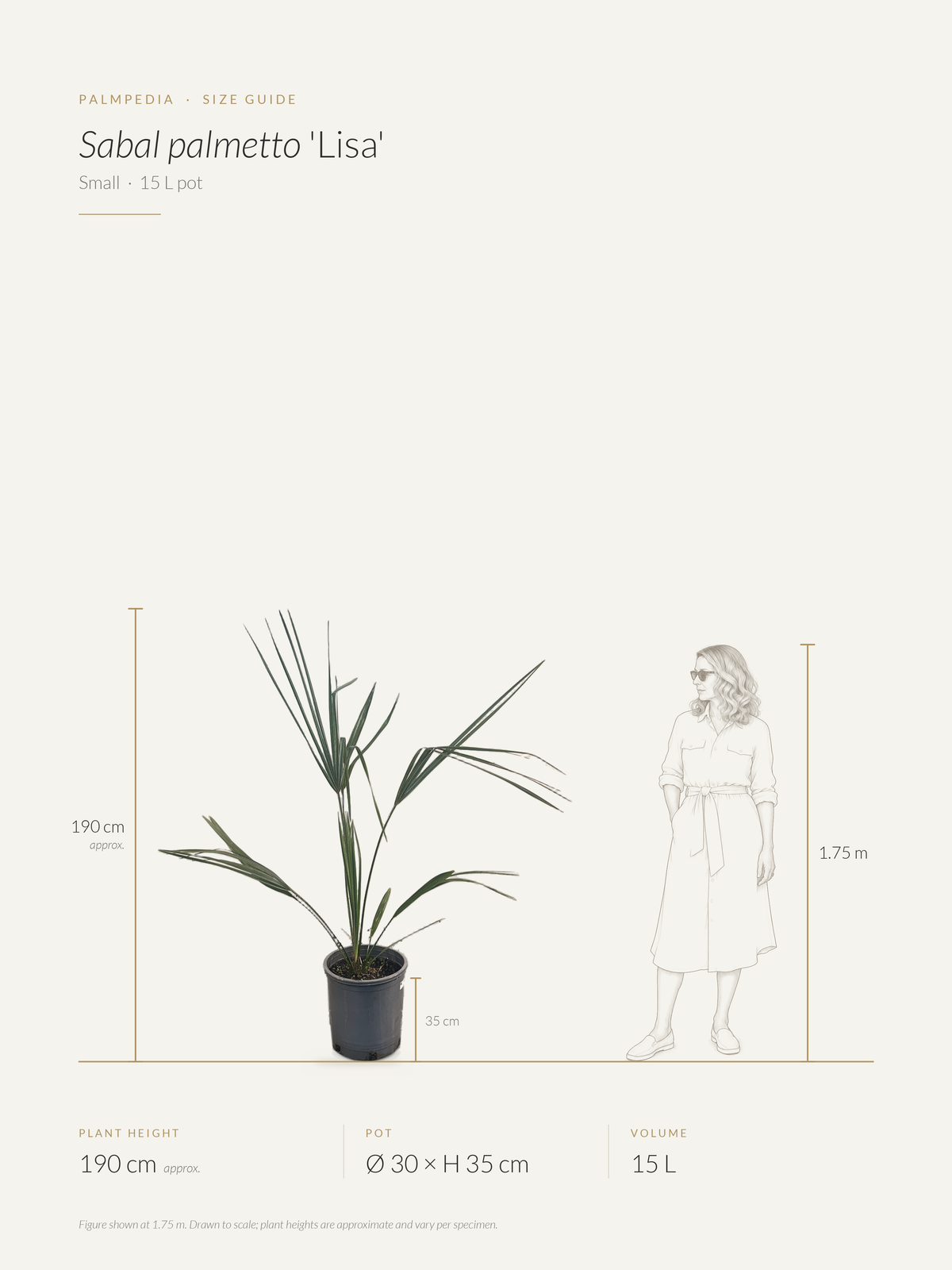 Sabal palmetto 'Lisa' – size guide