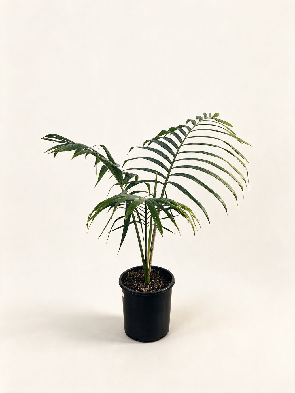 Chambeyronia oliviformis