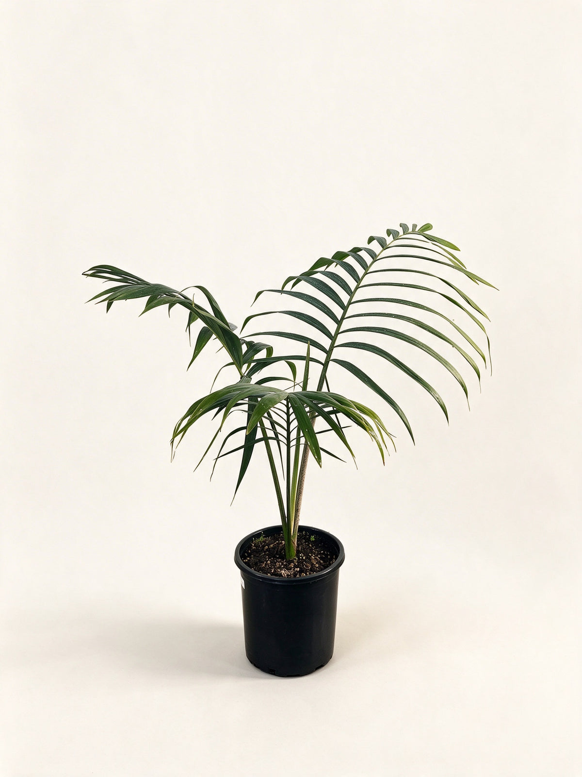 Chambeyronia oliviformis
