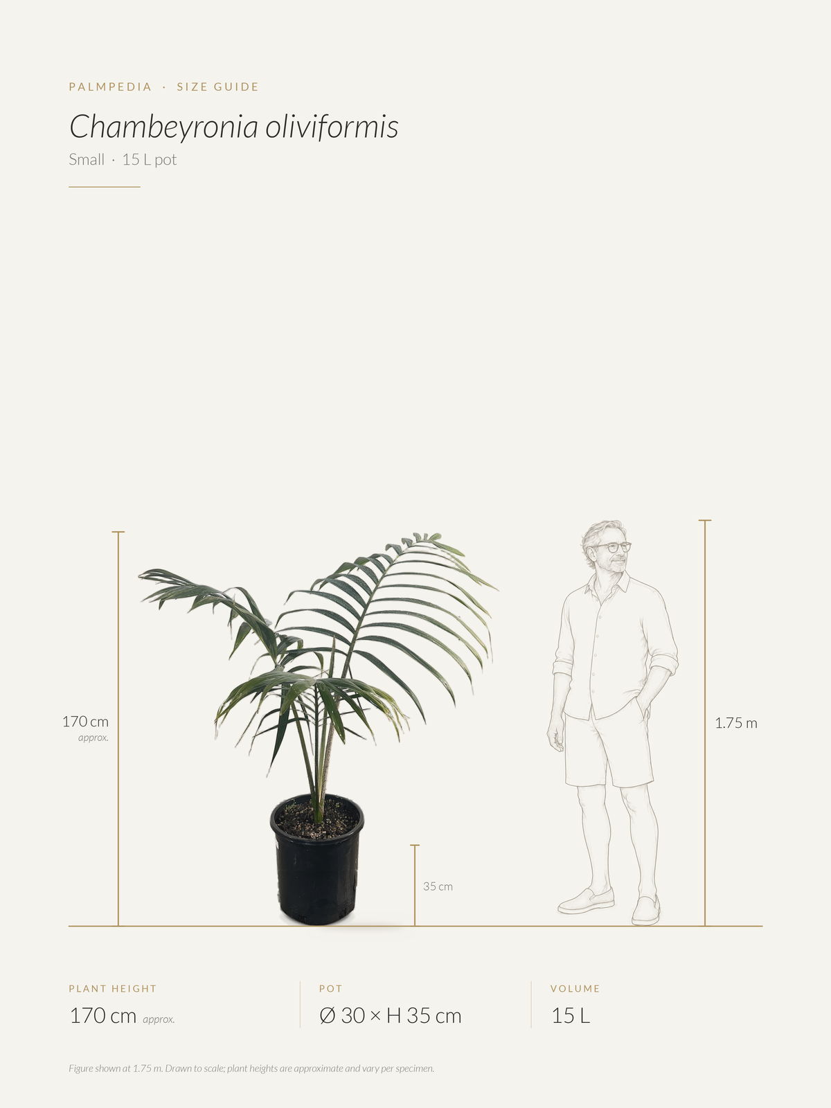 Chambeyronia oliviformis – size guide