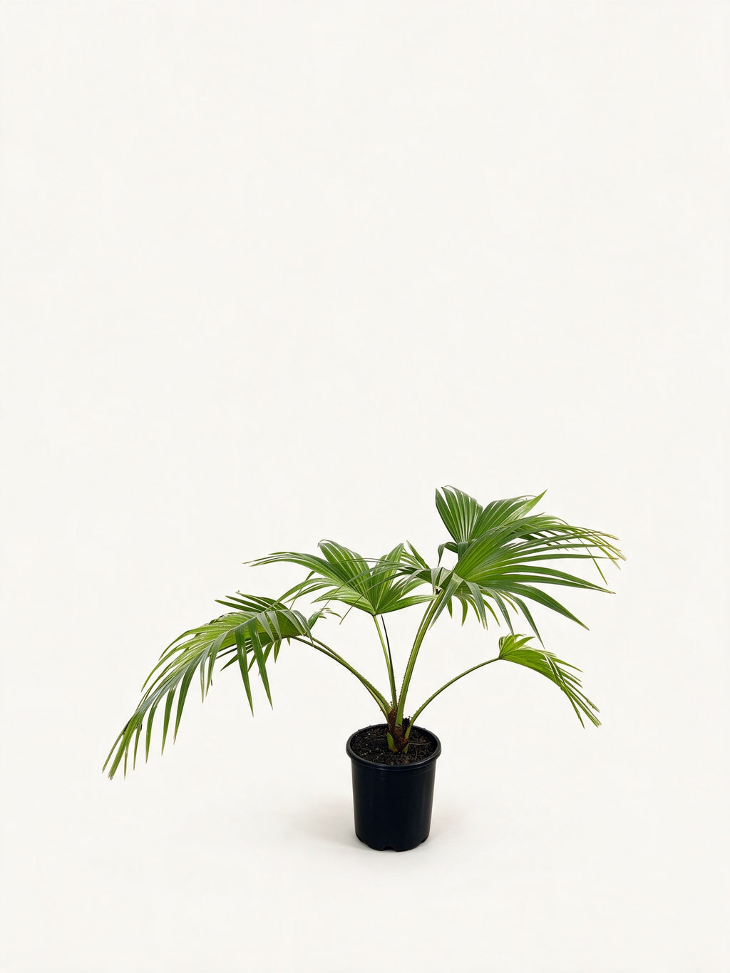 Livistona chinensis