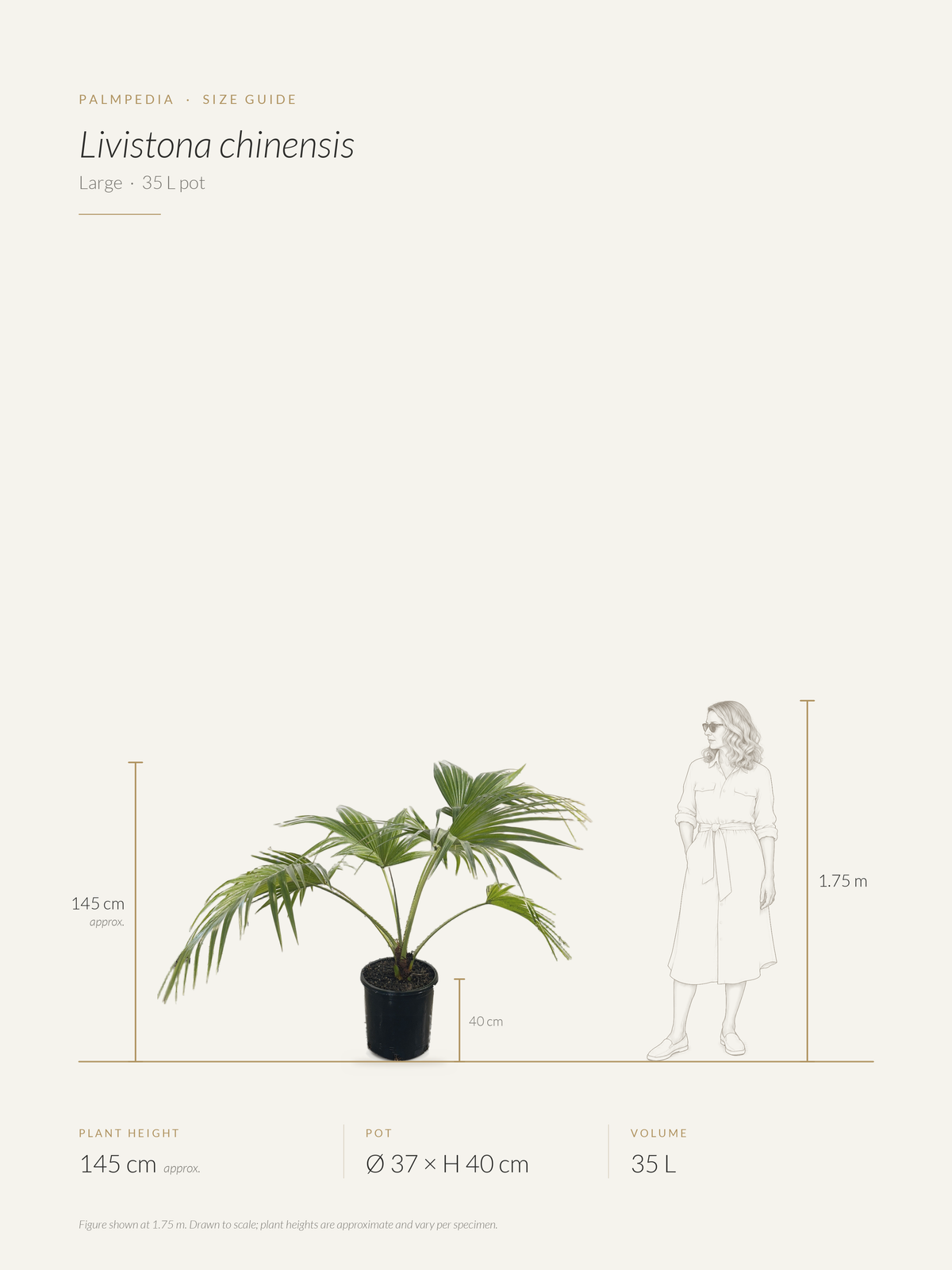 Livistona chinensis – size guide