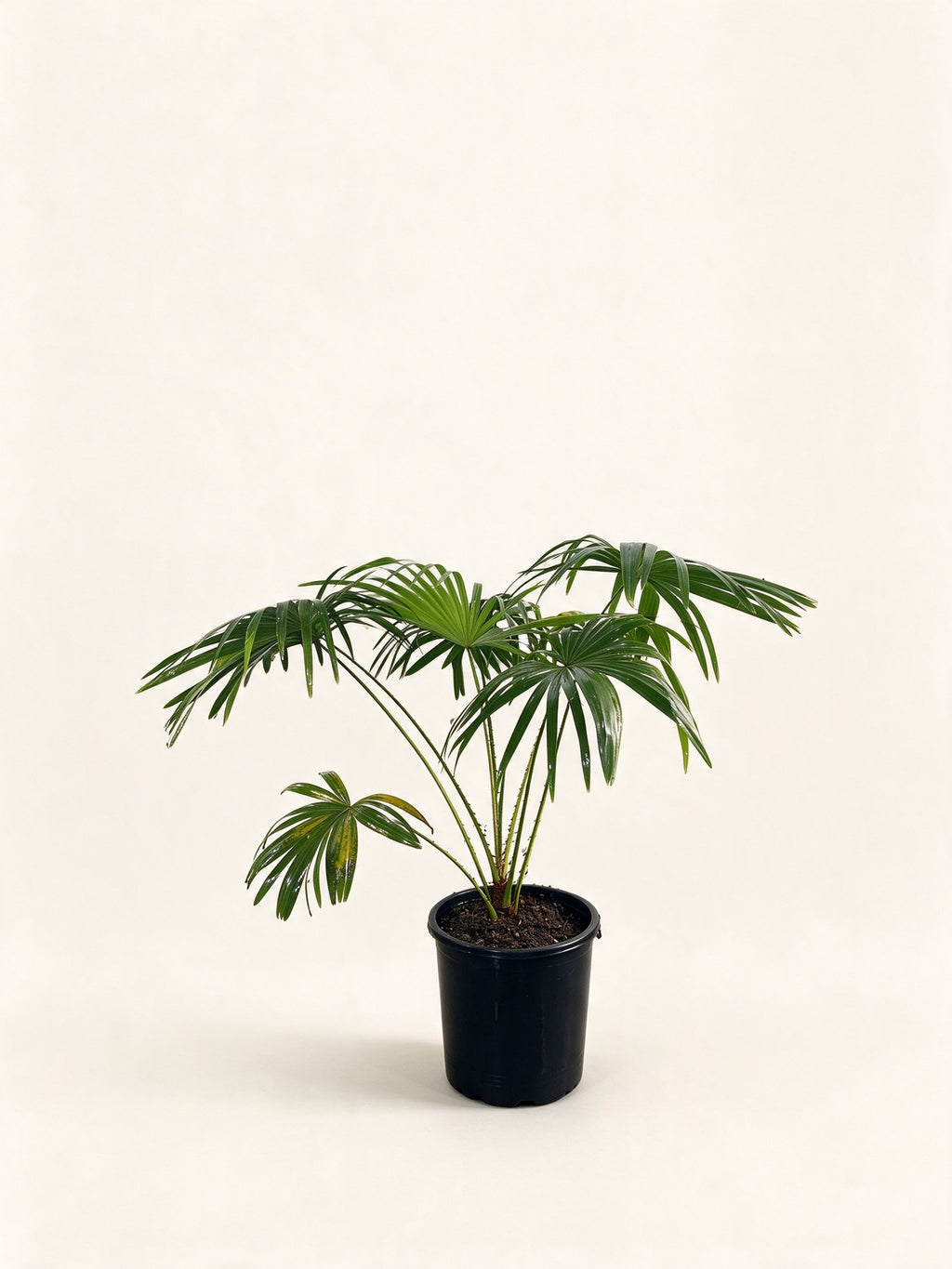 Livistona speciosa