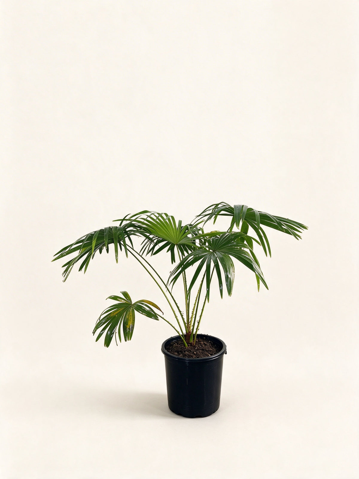 Livistona speciosa