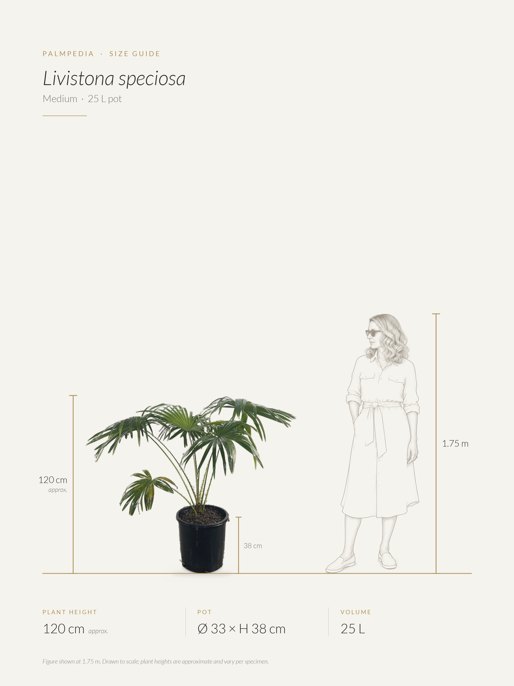 Livistona speciosa – size guide