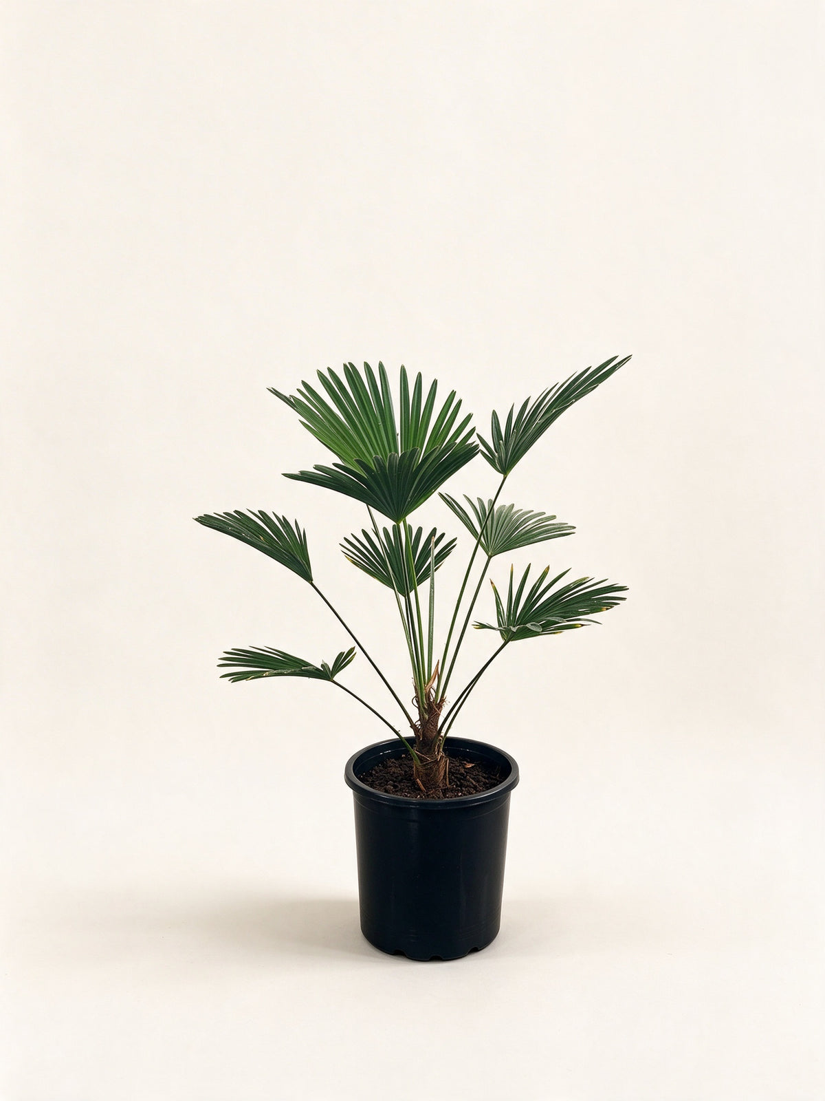 Trachycarpus fortunei 'Wagnerianus'