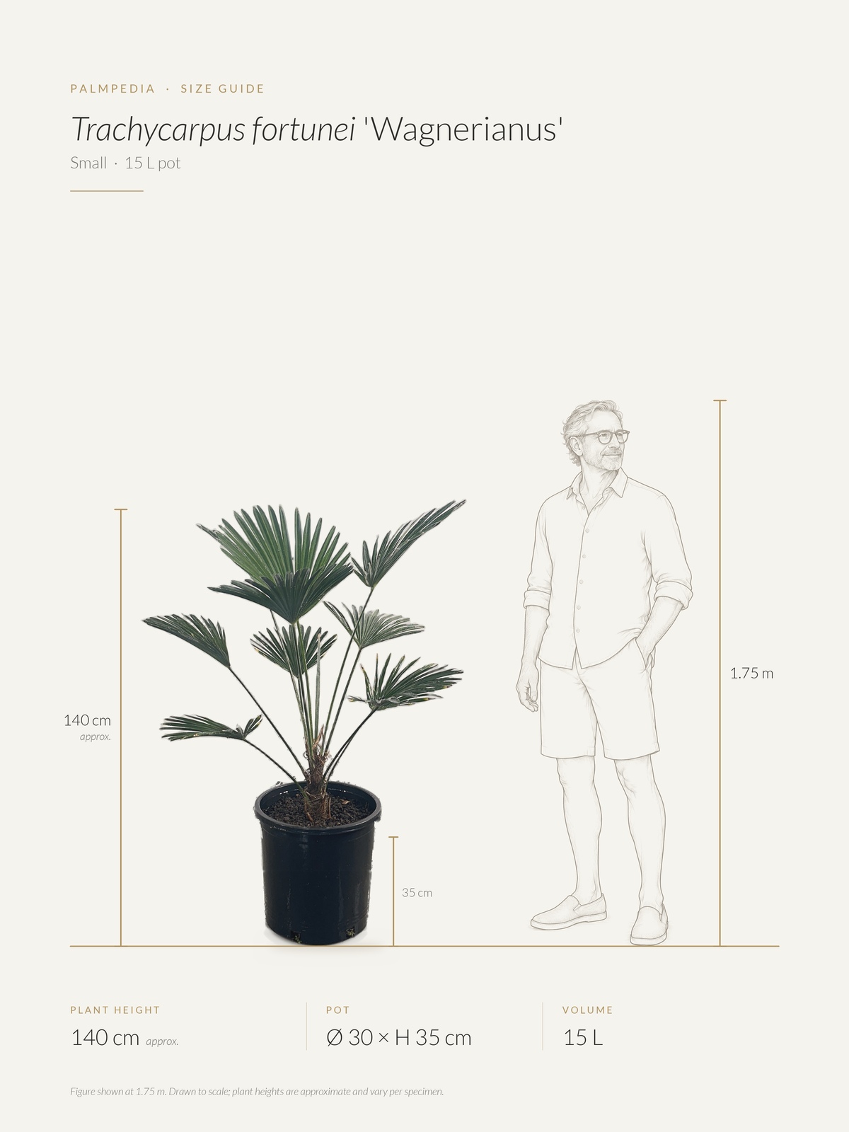 Trachycarpus fortunei 'Wagnerianus' – size guide