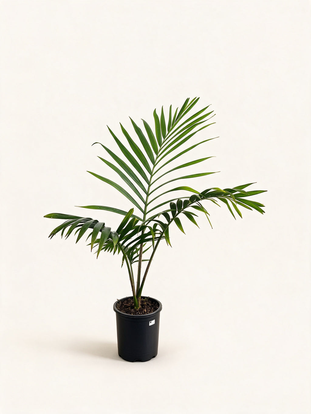 Chambeyronia oliviformis