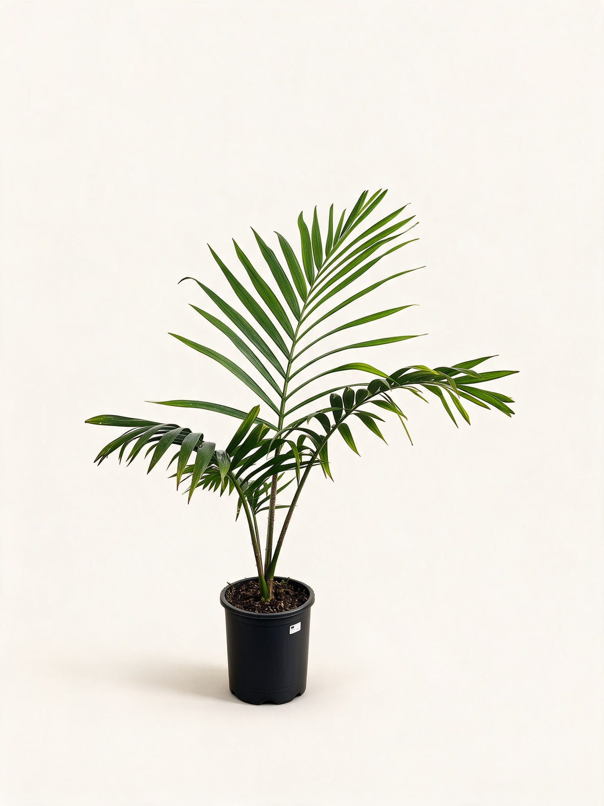 Chambeyronia oliviformis