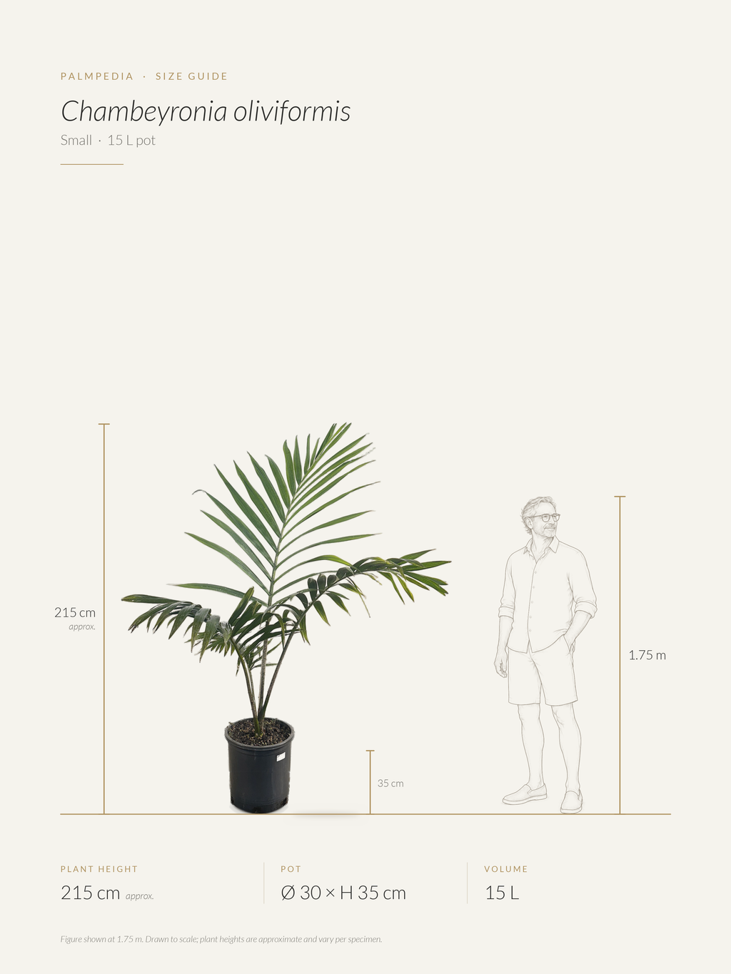 Chambeyronia oliviformis – size guide