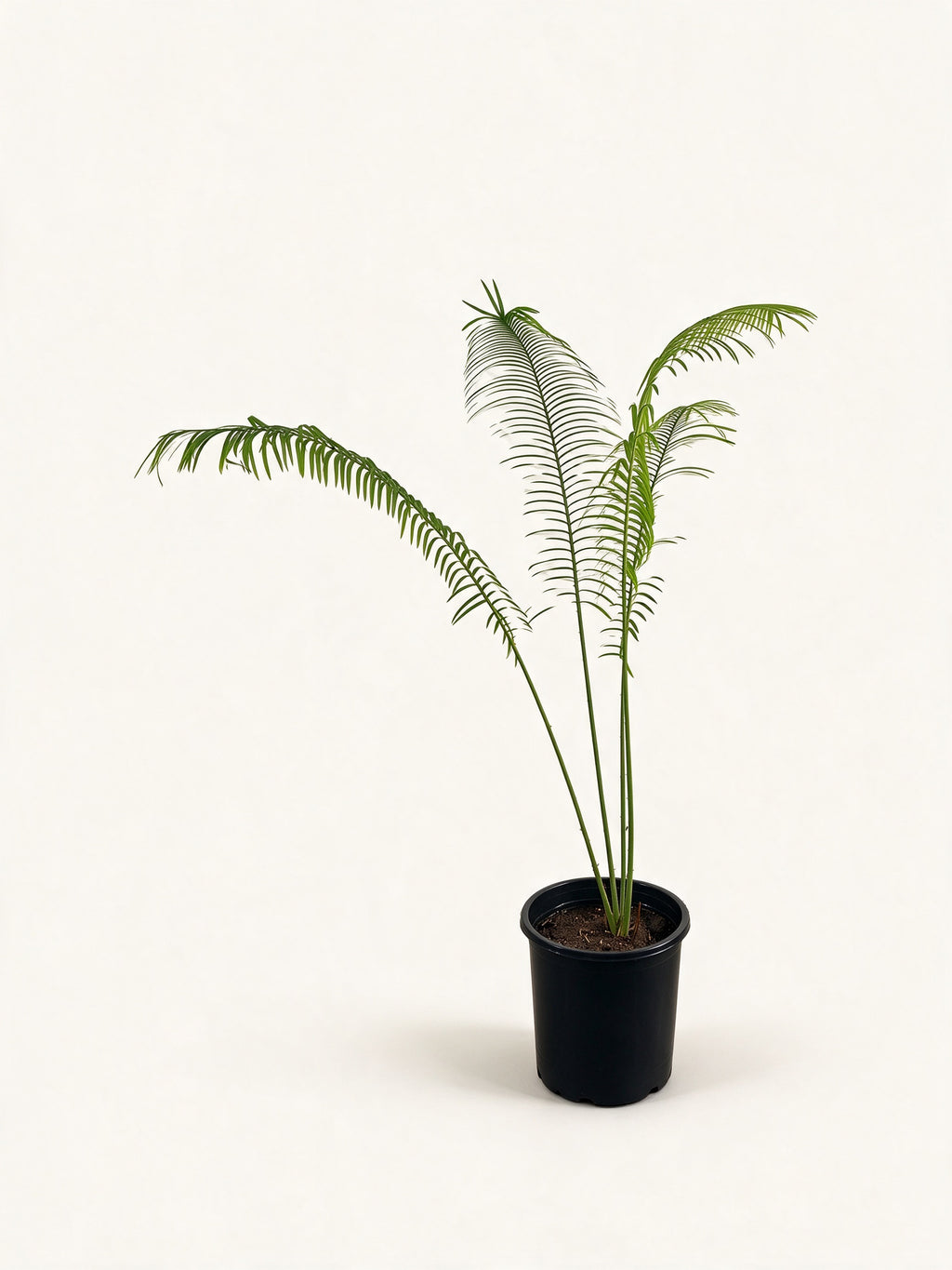Cycas pectinata