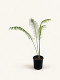Cycas pectinata