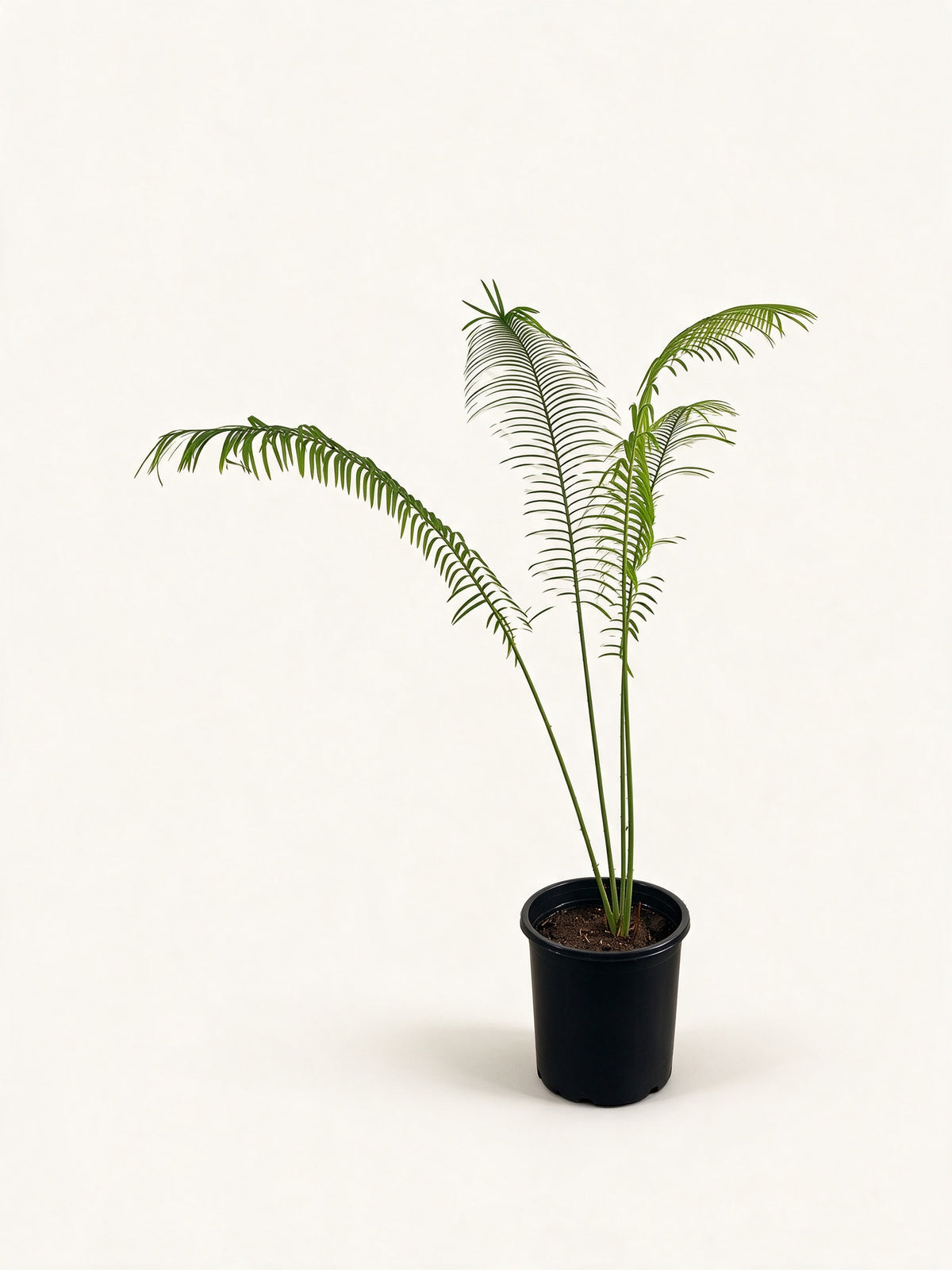 Cycas pectinata